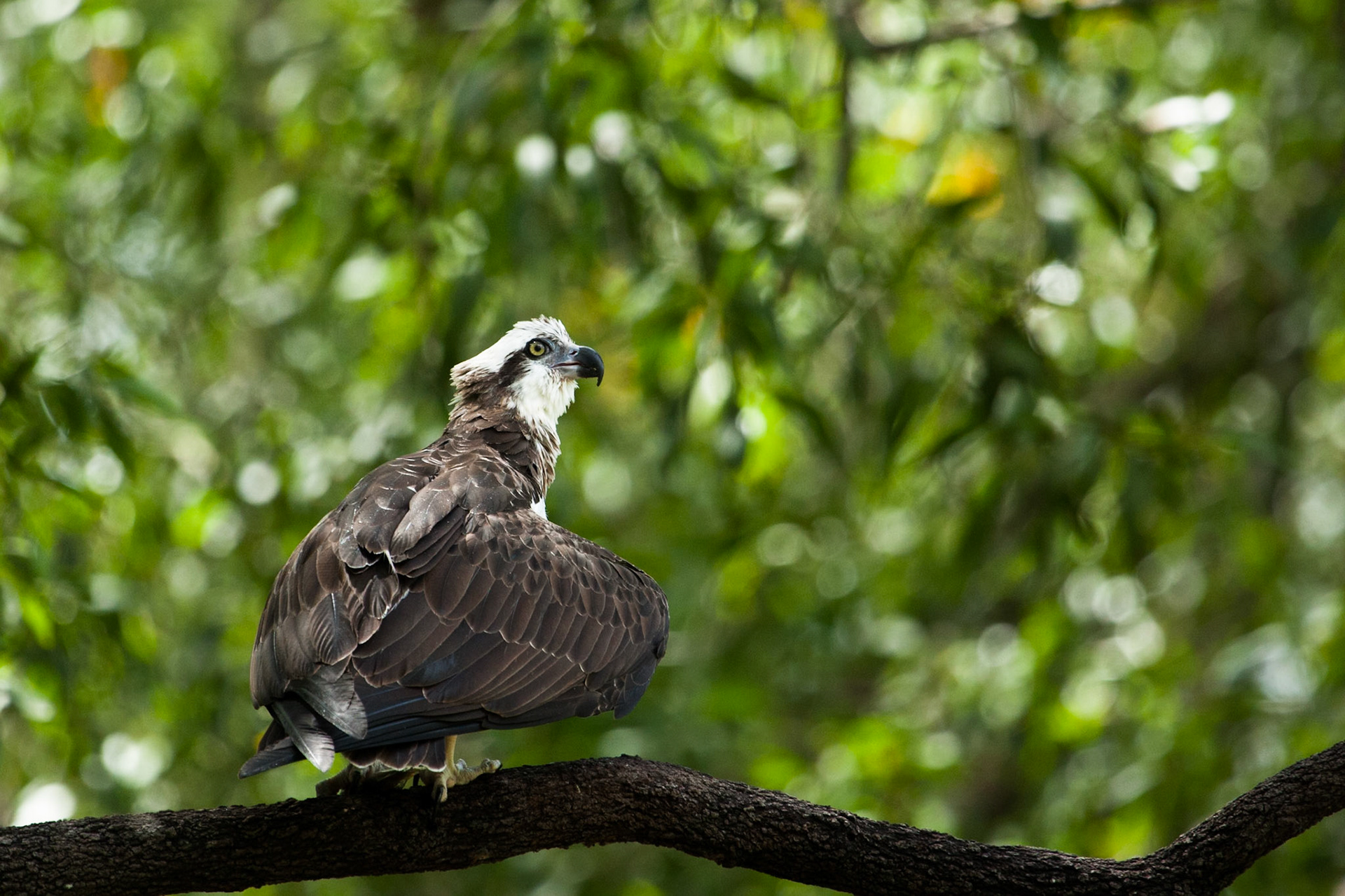Osprey, Territory Wildlife Park, Darwin