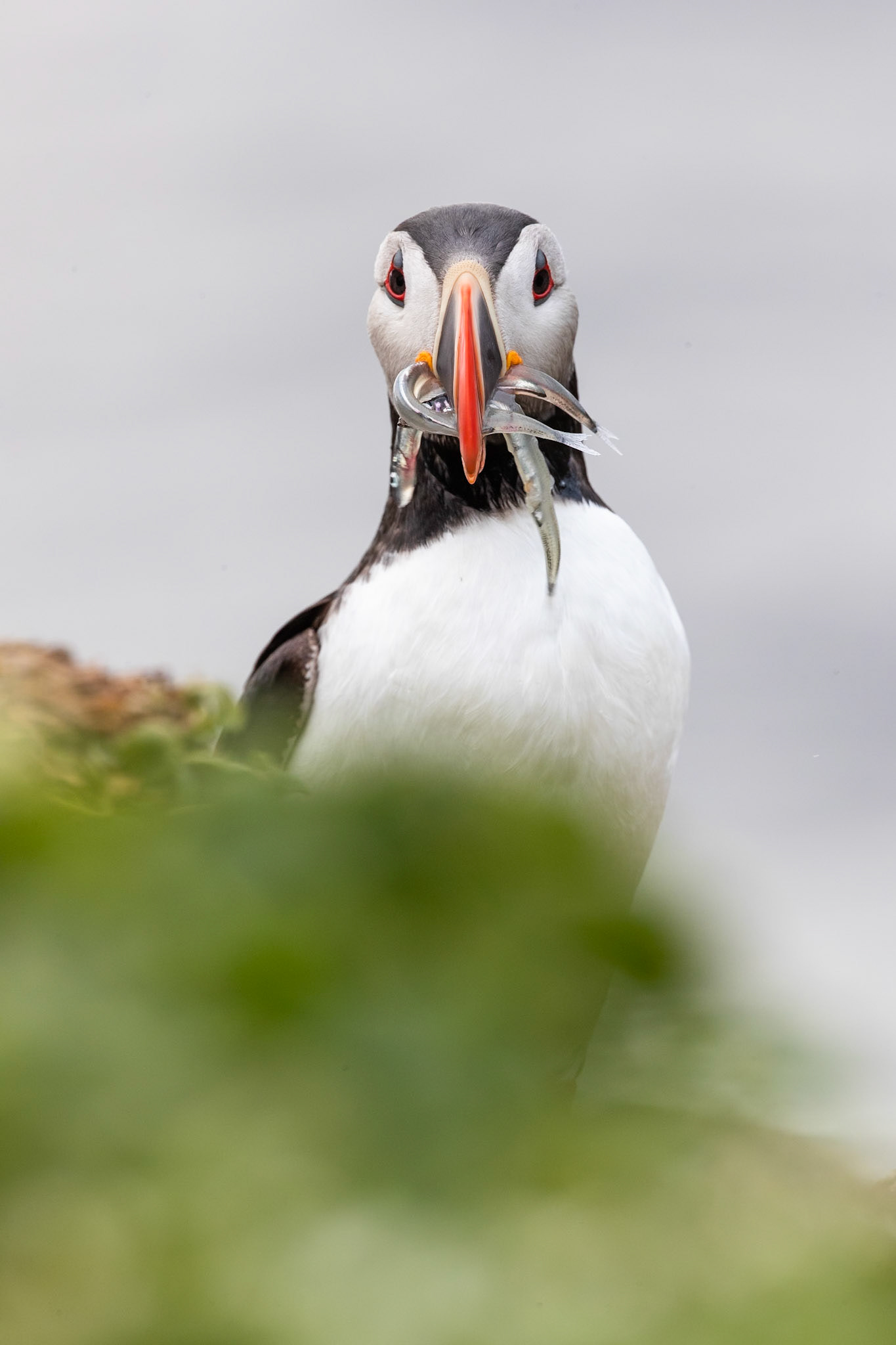 Atlantic puffin, Grímsey Island, Iceland