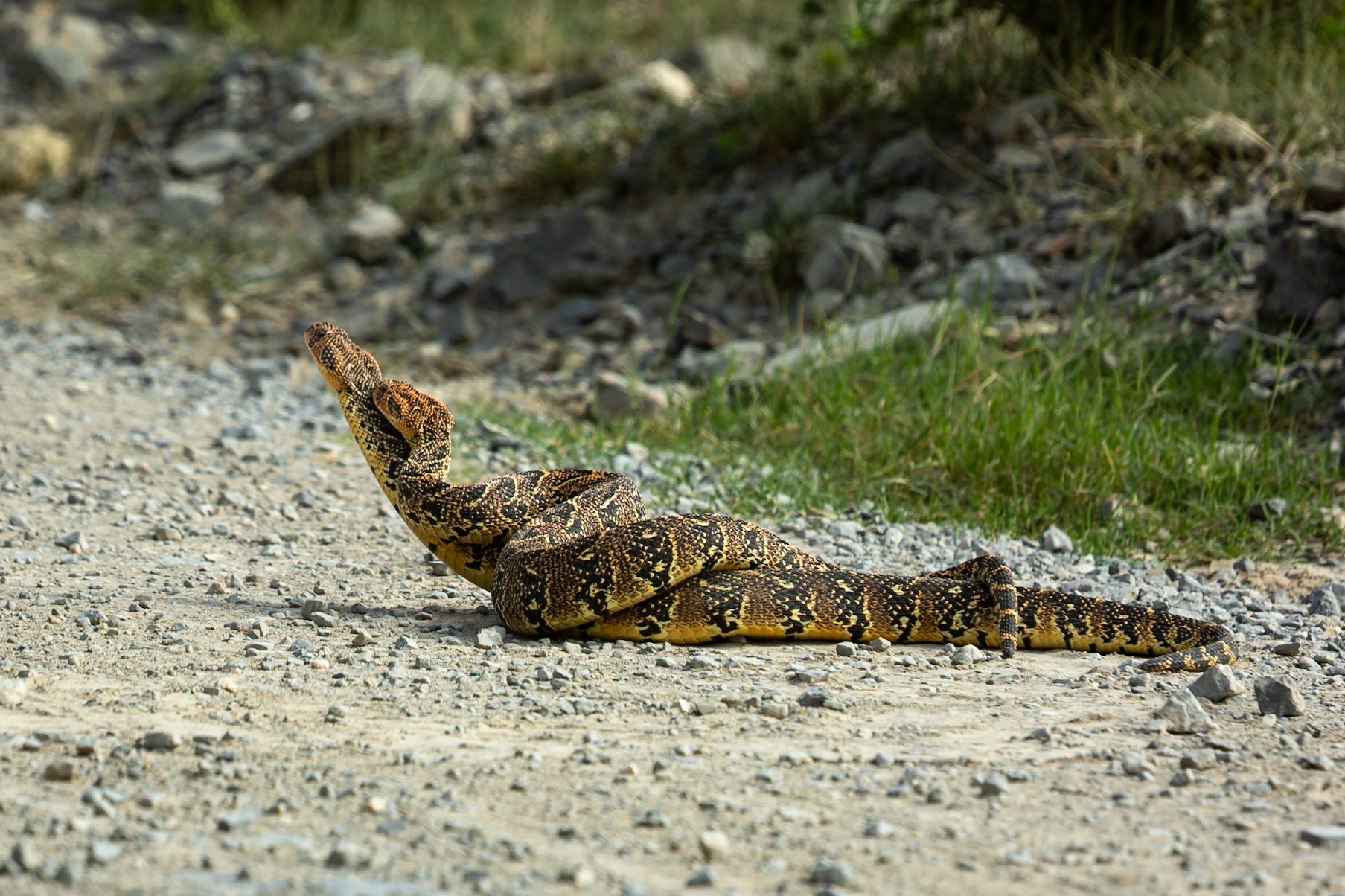 Two male puff adders fighting for mating rights (a test of strength), Koppie Alleen, De Hoop