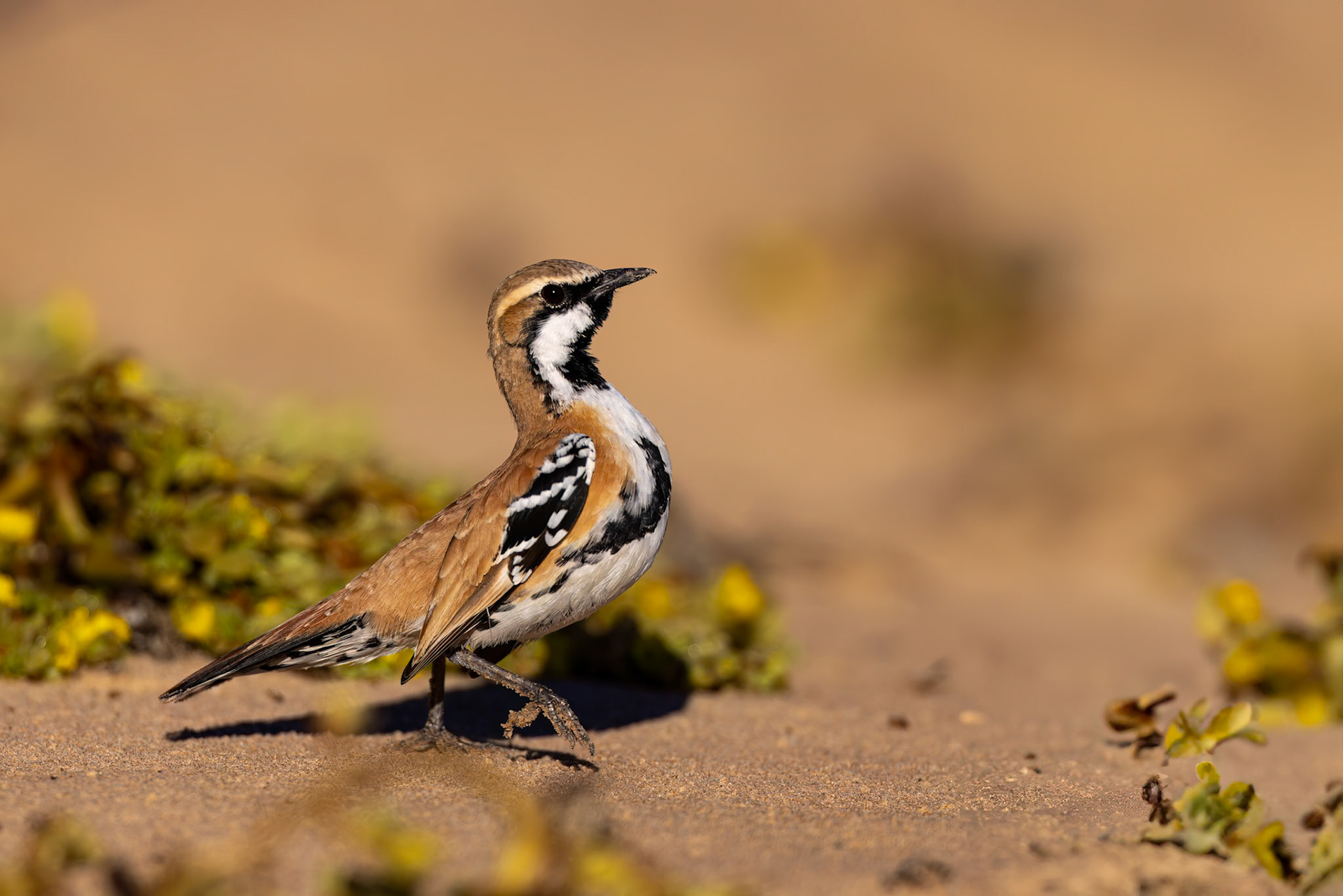 Cinnamon quail-thrush, Birdsville, Queensland, Australia