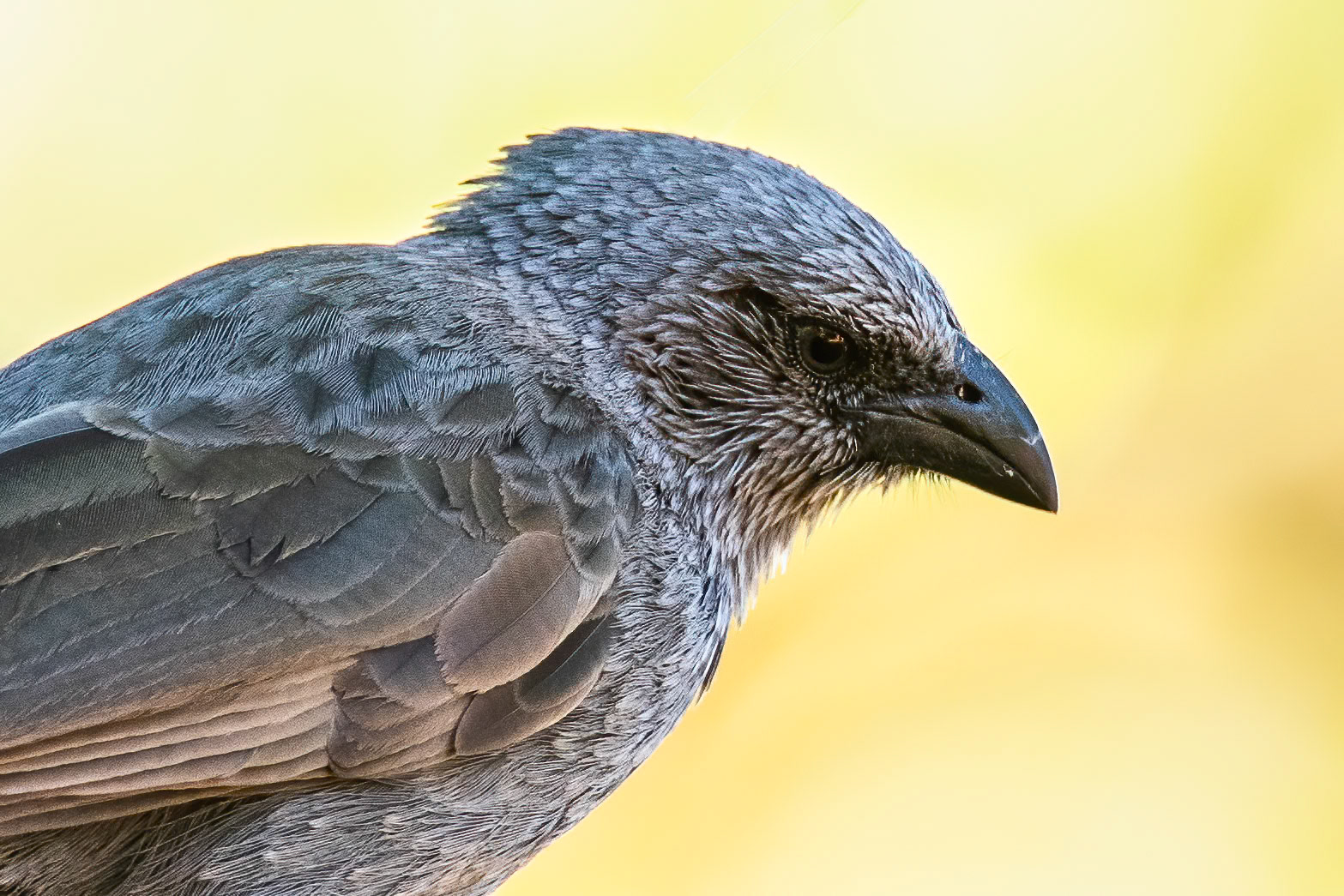 Apostle bird, Daly Waters, Northern Territory, Australia