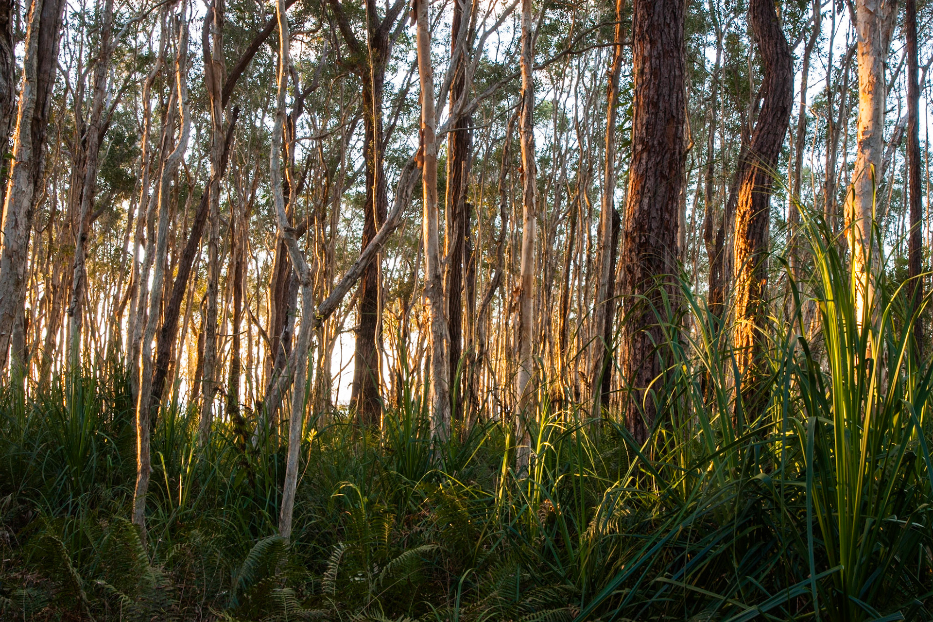 Trees at sunset, Kingfisher Bay Resort, Fraser Island, Queensland