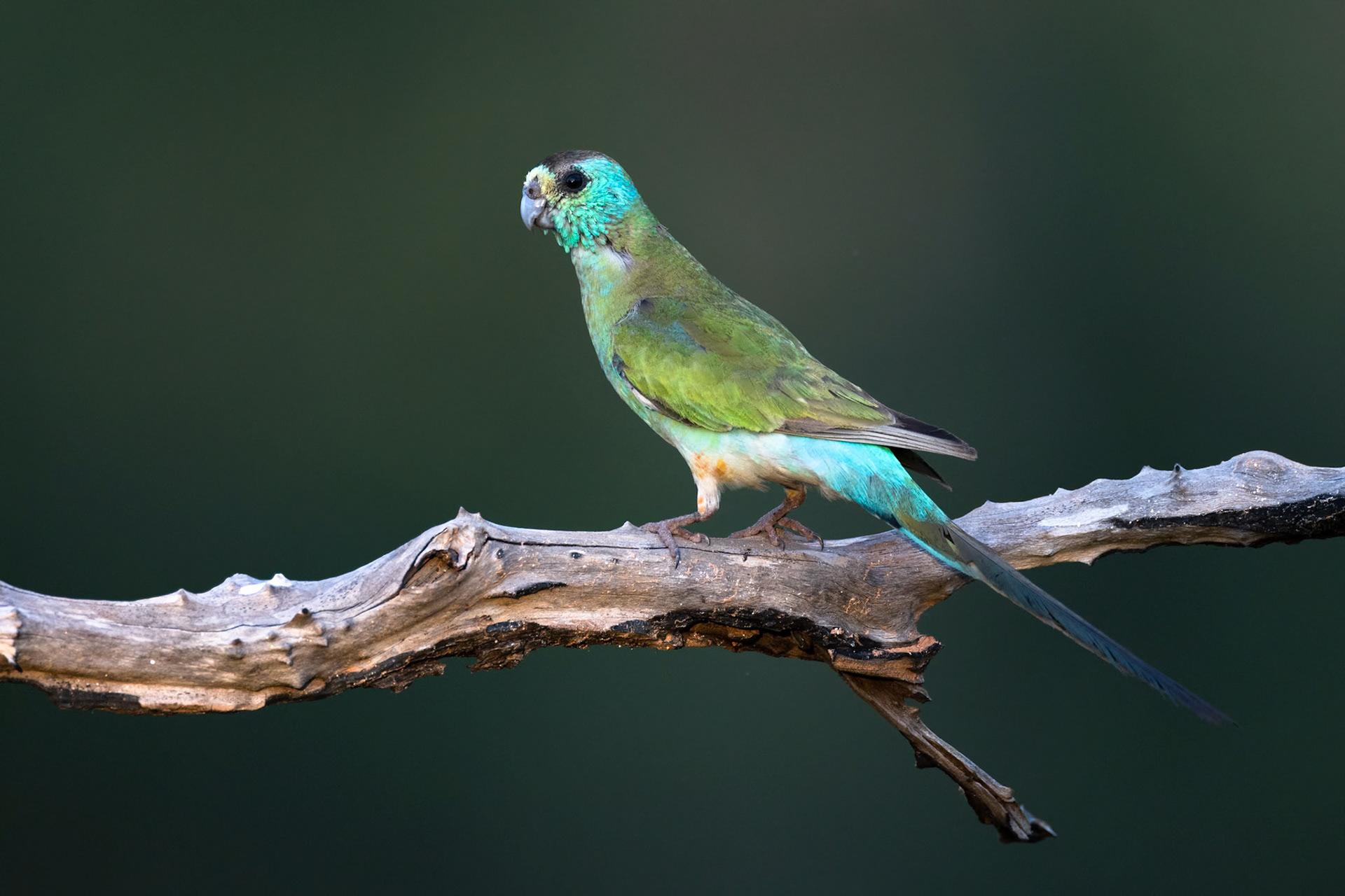 Golden-shouldered parrot, Artemis station, Musgrave, Cape York Penninsula, Queensland