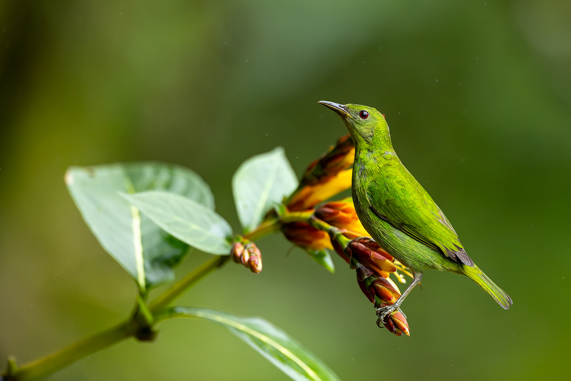 Green honeycreeper, Umbrella Bird Lodge, Buenaventura Nature Reserve, Ecuador