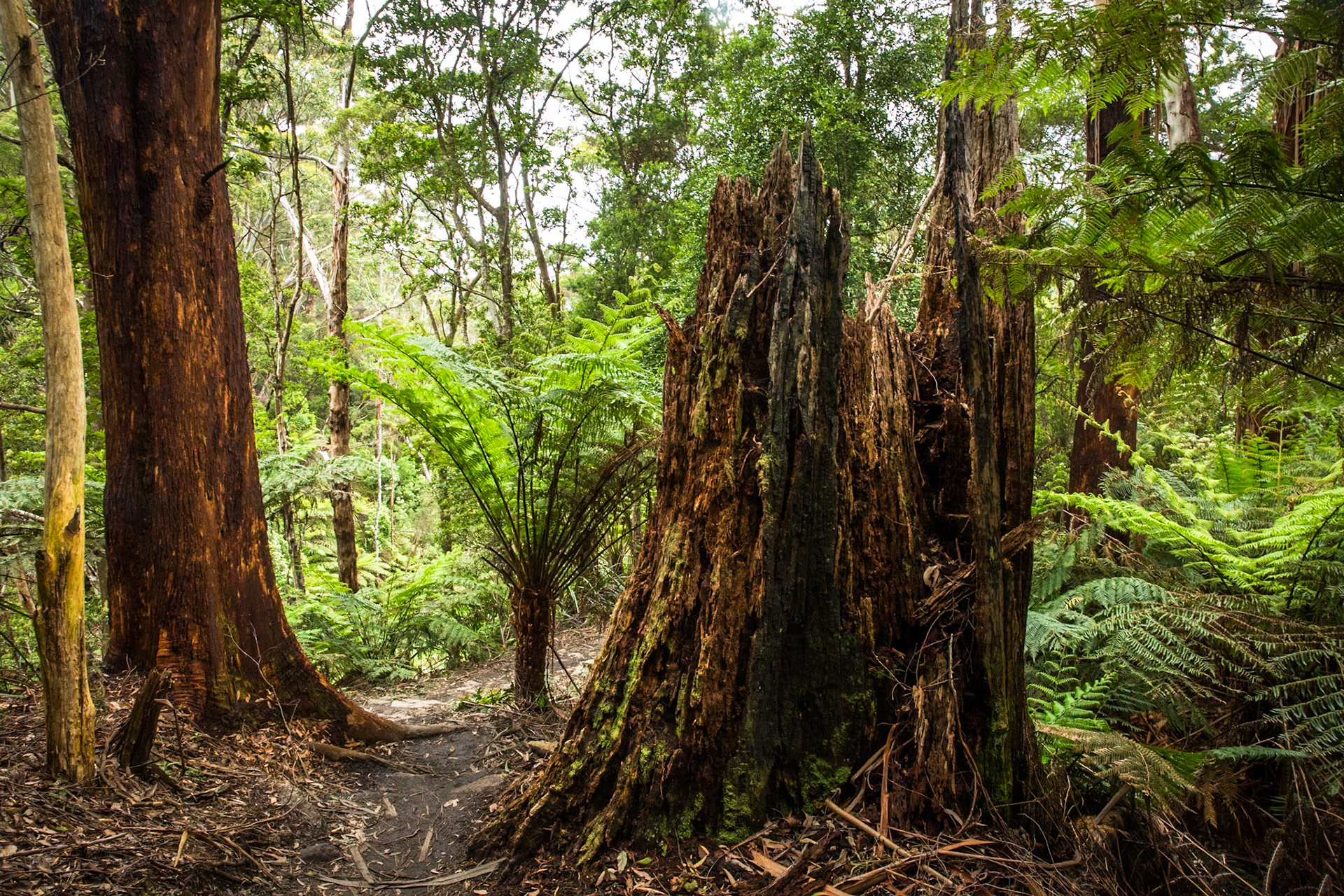 Telegraph Saddle carpark via Windy Saddle and Ferny Glade to Sealers Cove / beach (lunch and return.