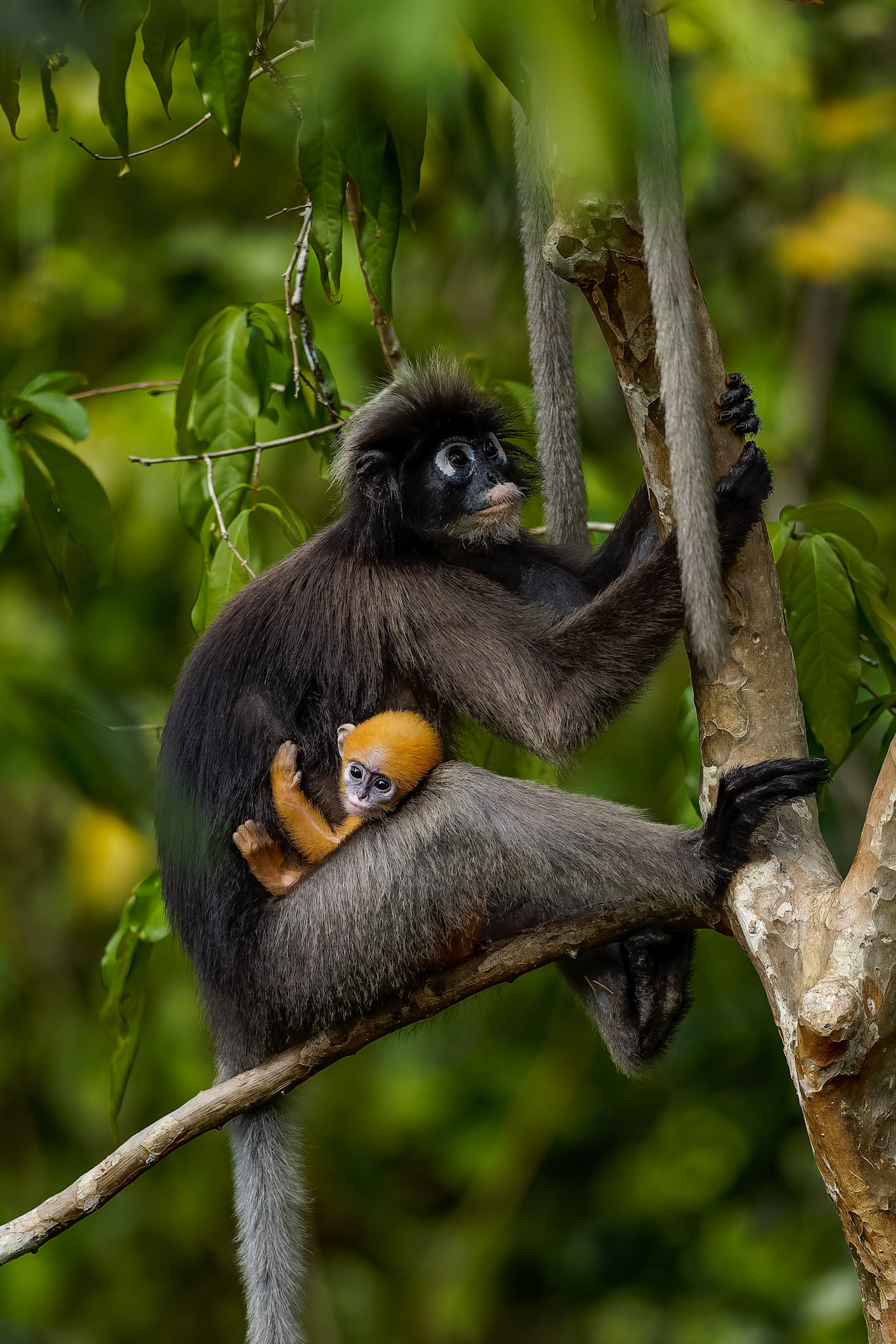 Dusky langur, Khaeng Krackan National Park, Thailand