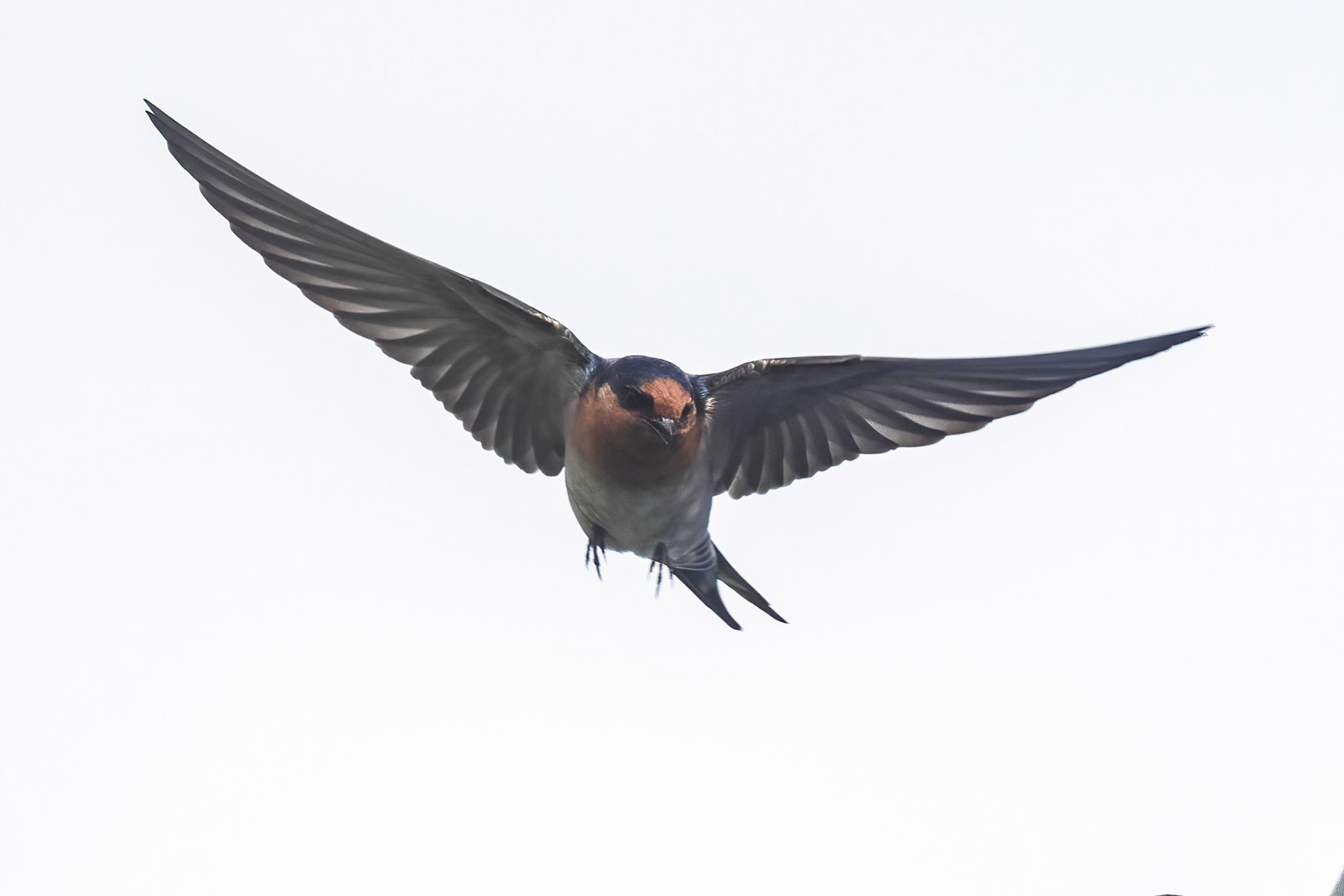Welcome swallow, Turon Gates, New South Wales