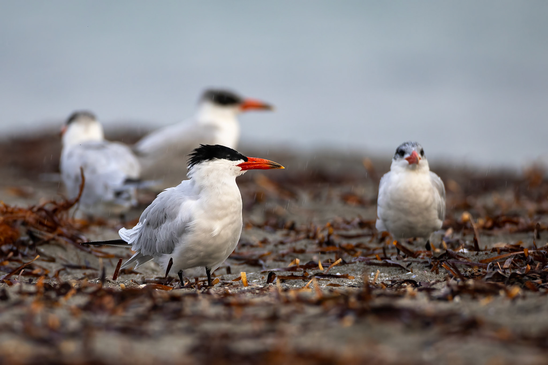 Caspian tern, Perth, West Australia