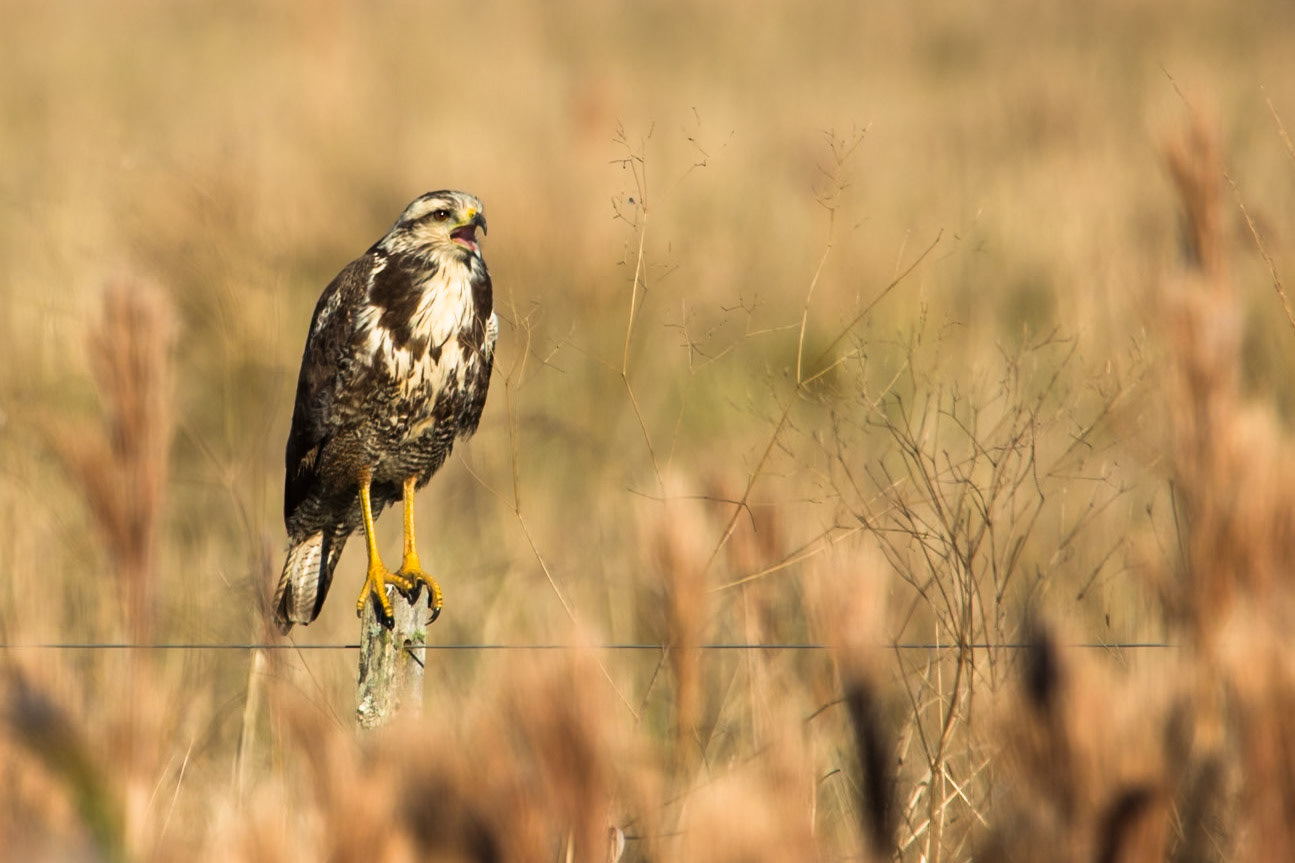 Savannah hawk, Puerto Valle Esteros, Ibera wetlands, Corrientes, Argentina