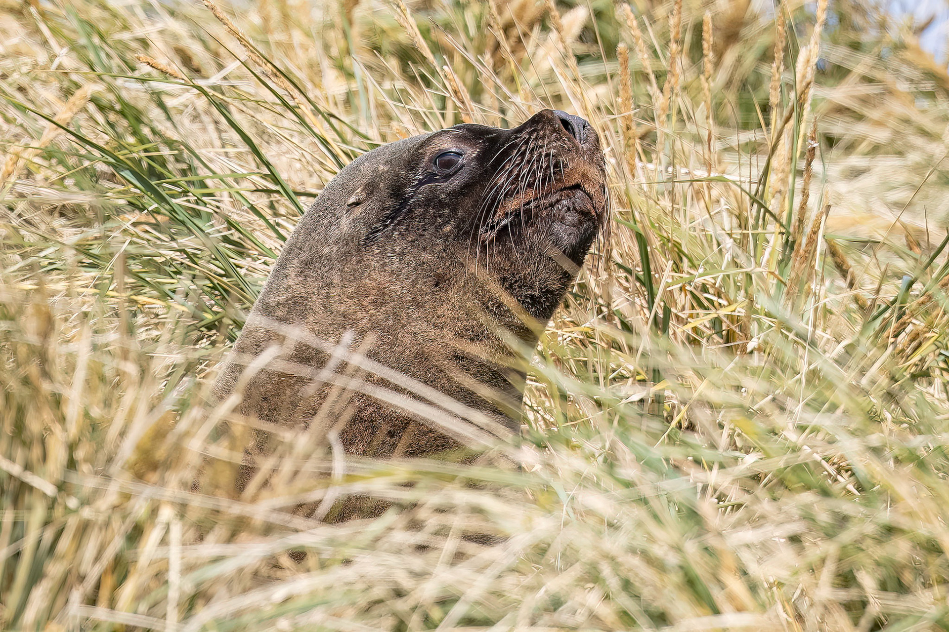 Sea lion, Dolphin Point, Falkland Islands