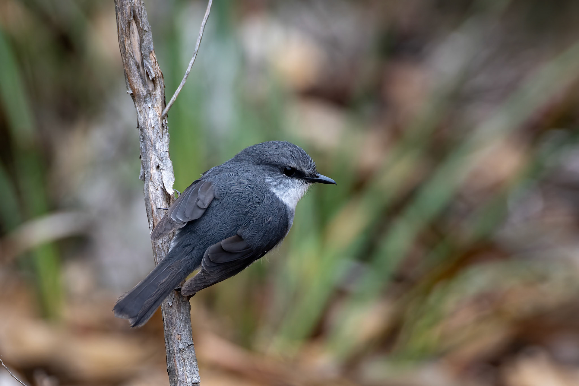 White-breasted robin, Cheynes Beach, West Australia