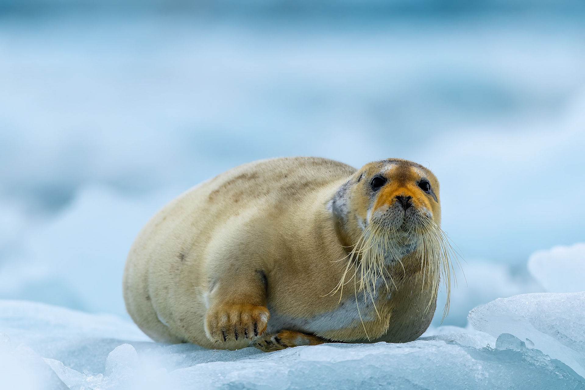 Bearded seal, Lilliehoekbreen, Svalbard, Norway