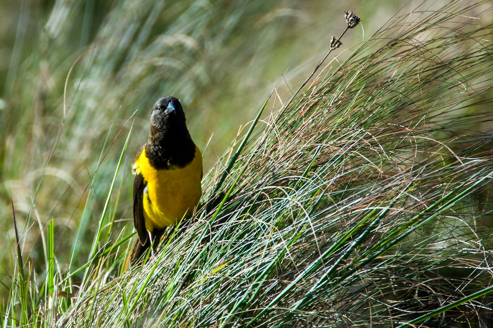 Yellow-rumped marshbird, Puerto Valle Esteros, Ibera wetlands, Corrientes, Argentina