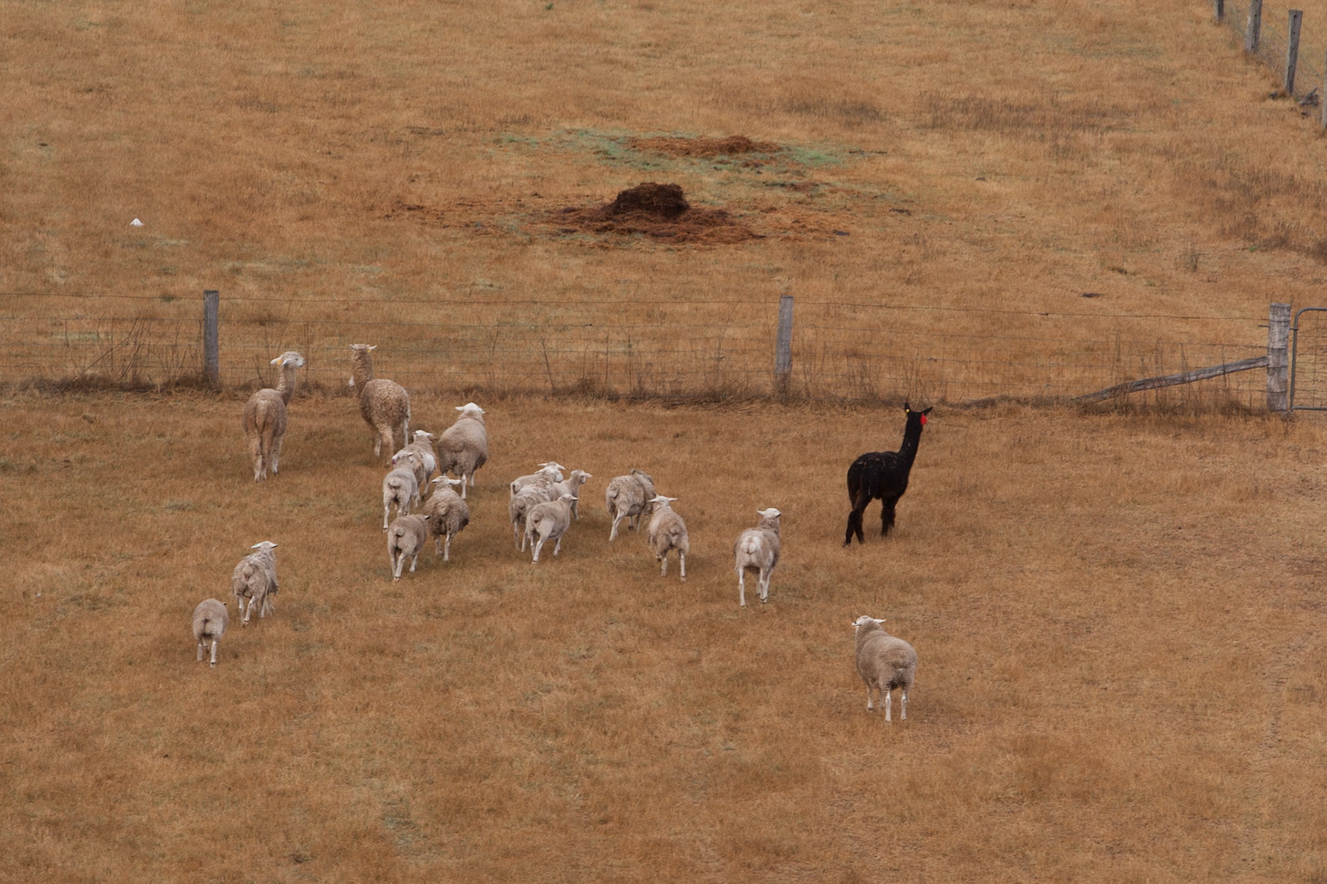 Hot air balloon ride in the Hunter Valley, New South Wales.