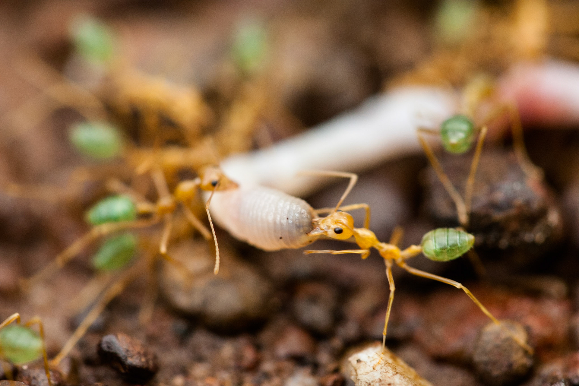 Green-ants, Territory Wildlife Park, Darwin, Northern Territory