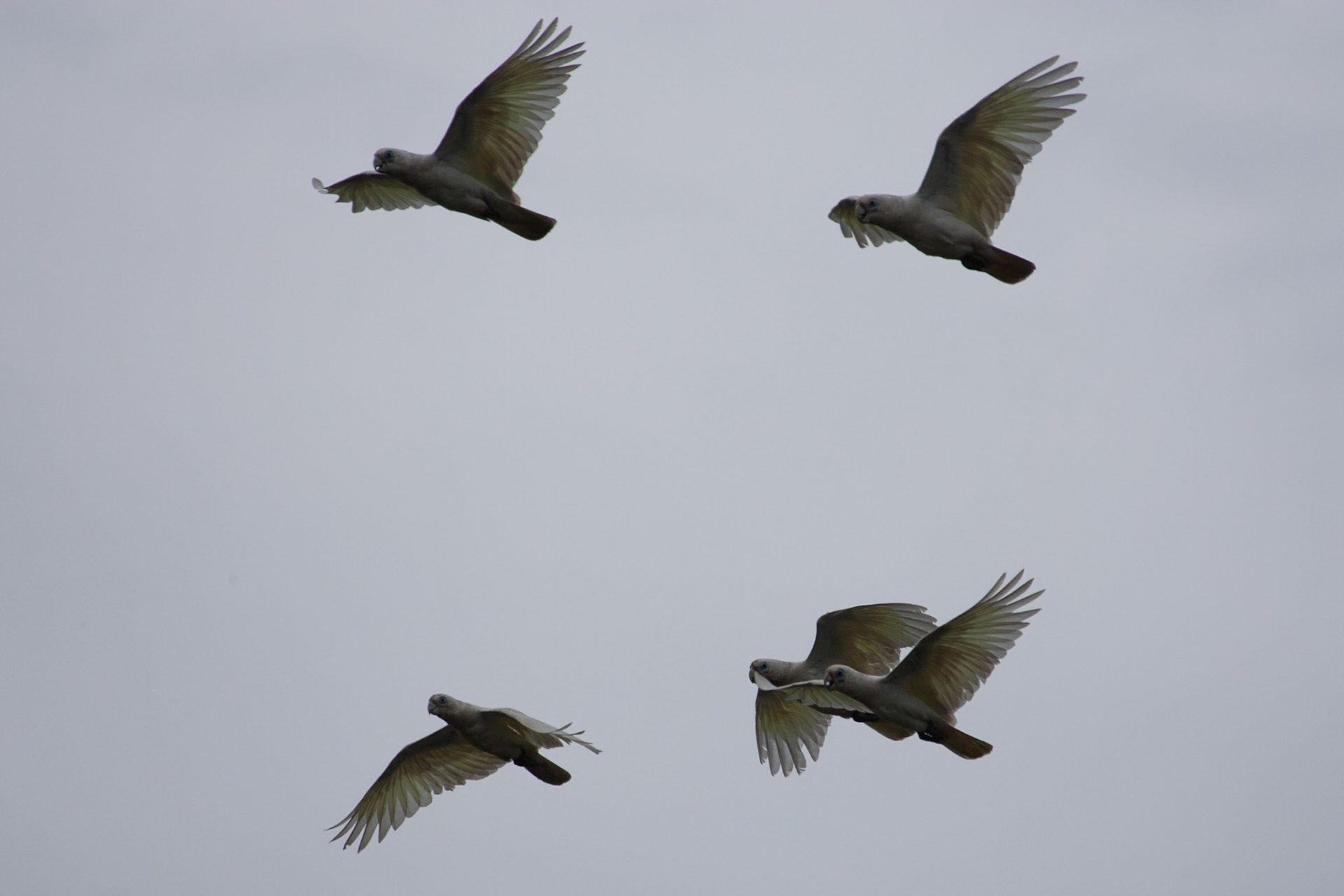 Little Corellas in flight, Cooinda, Kakadu, Northern Territory