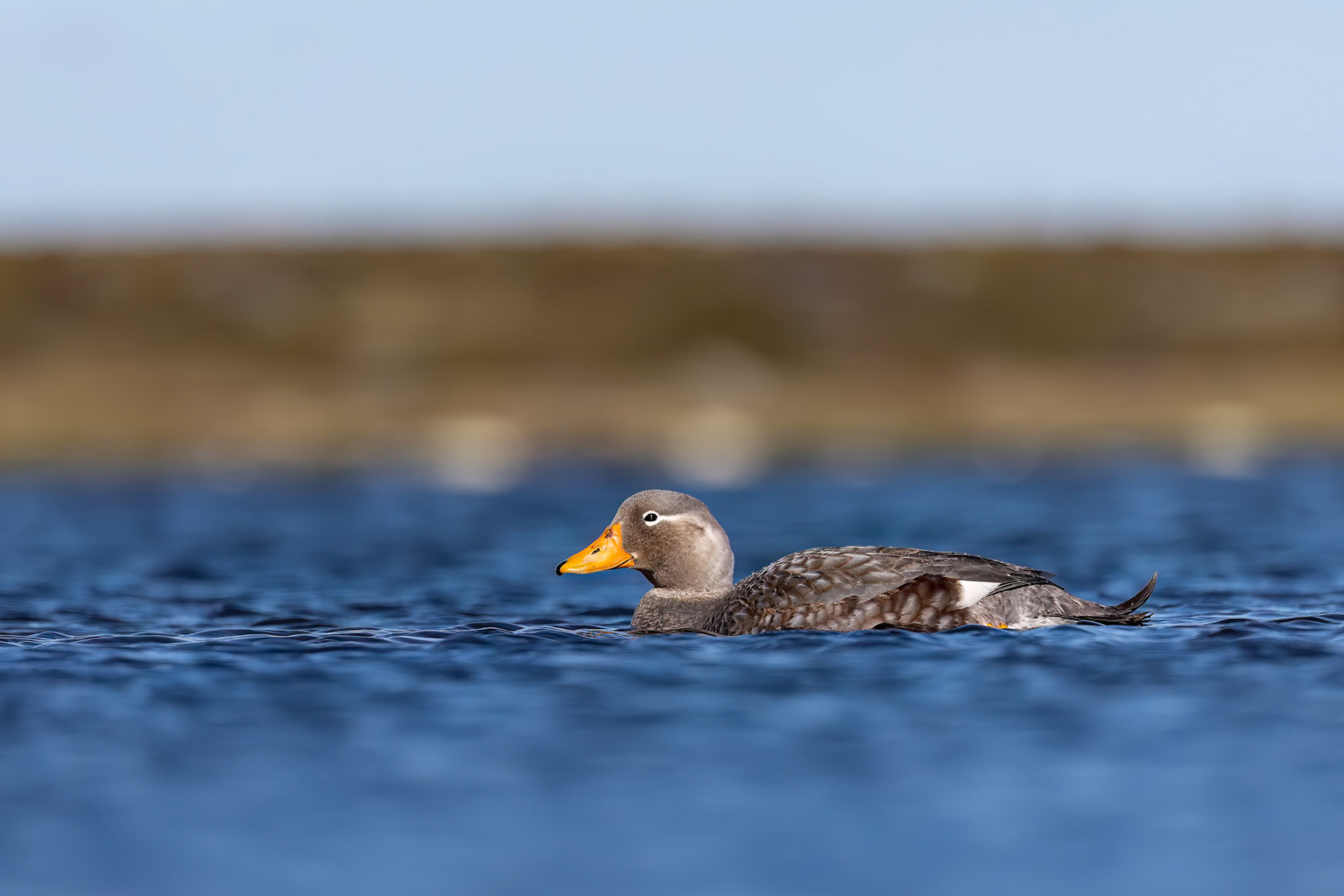 Falkland steamer-duck, The Settlement, Saunders Island, Falkland Islands