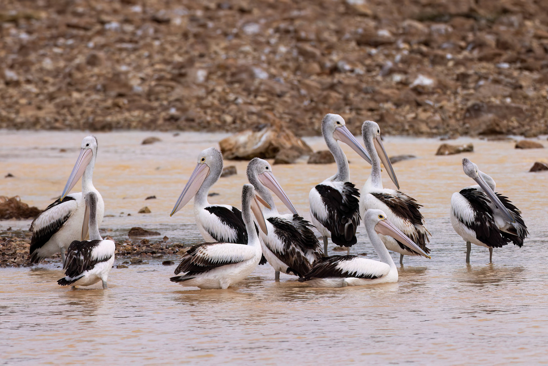 Australian pelican, Birdsville, Queensland, Australia