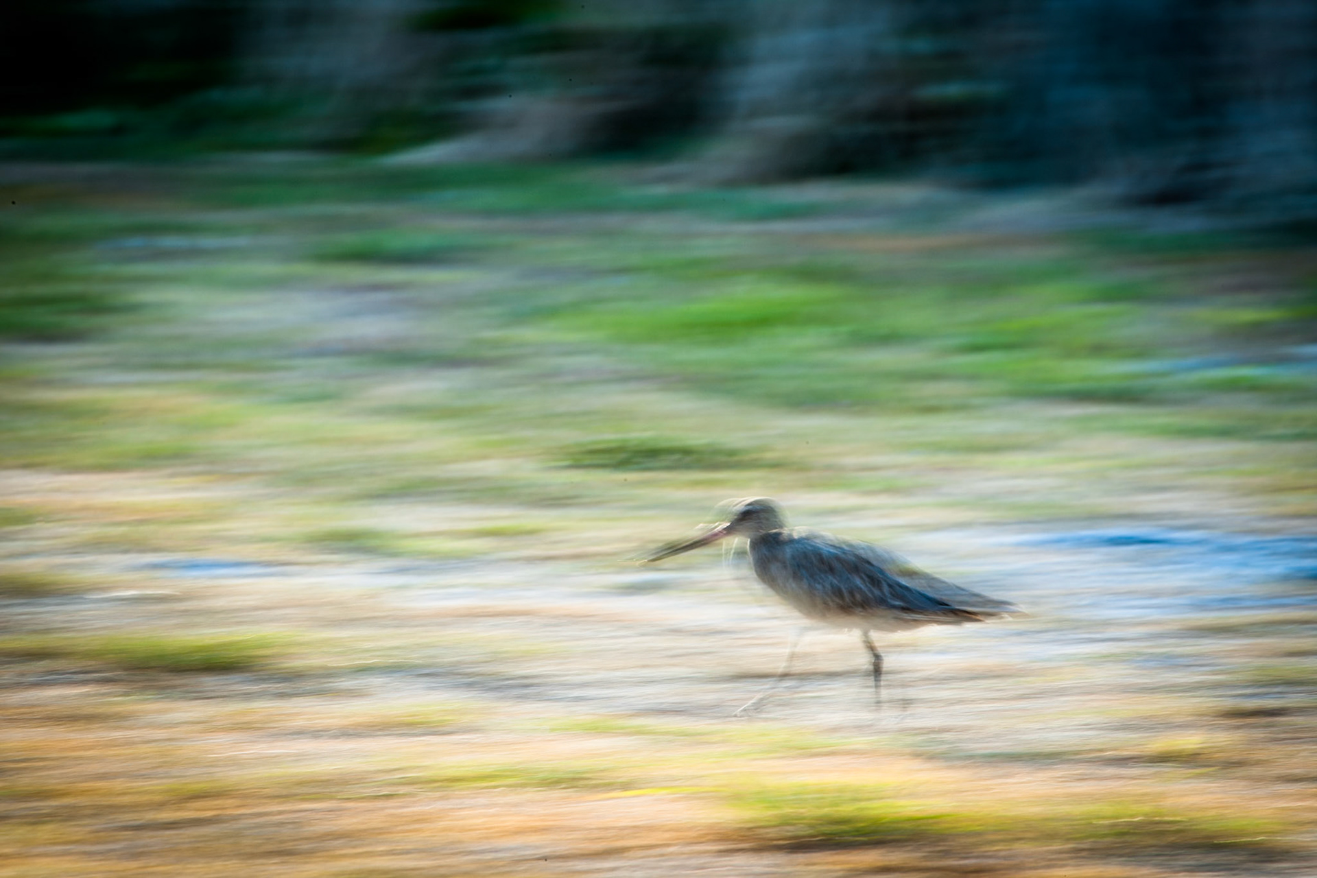 Bar-tailed Godwit- abstract, Lady Elliot Island, Queensland, Australia