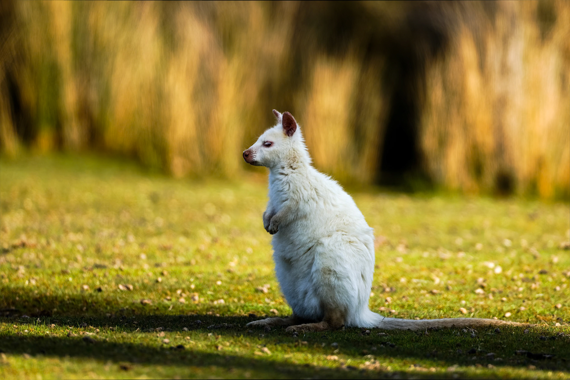 Bennett's wallaby, Bruny Island, Tasmania, Australia