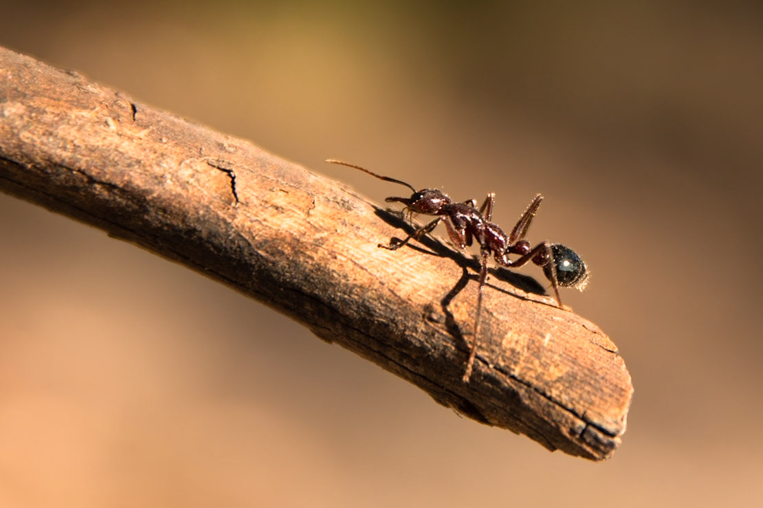 Adventure Bay, Bruny Island, Tasmania