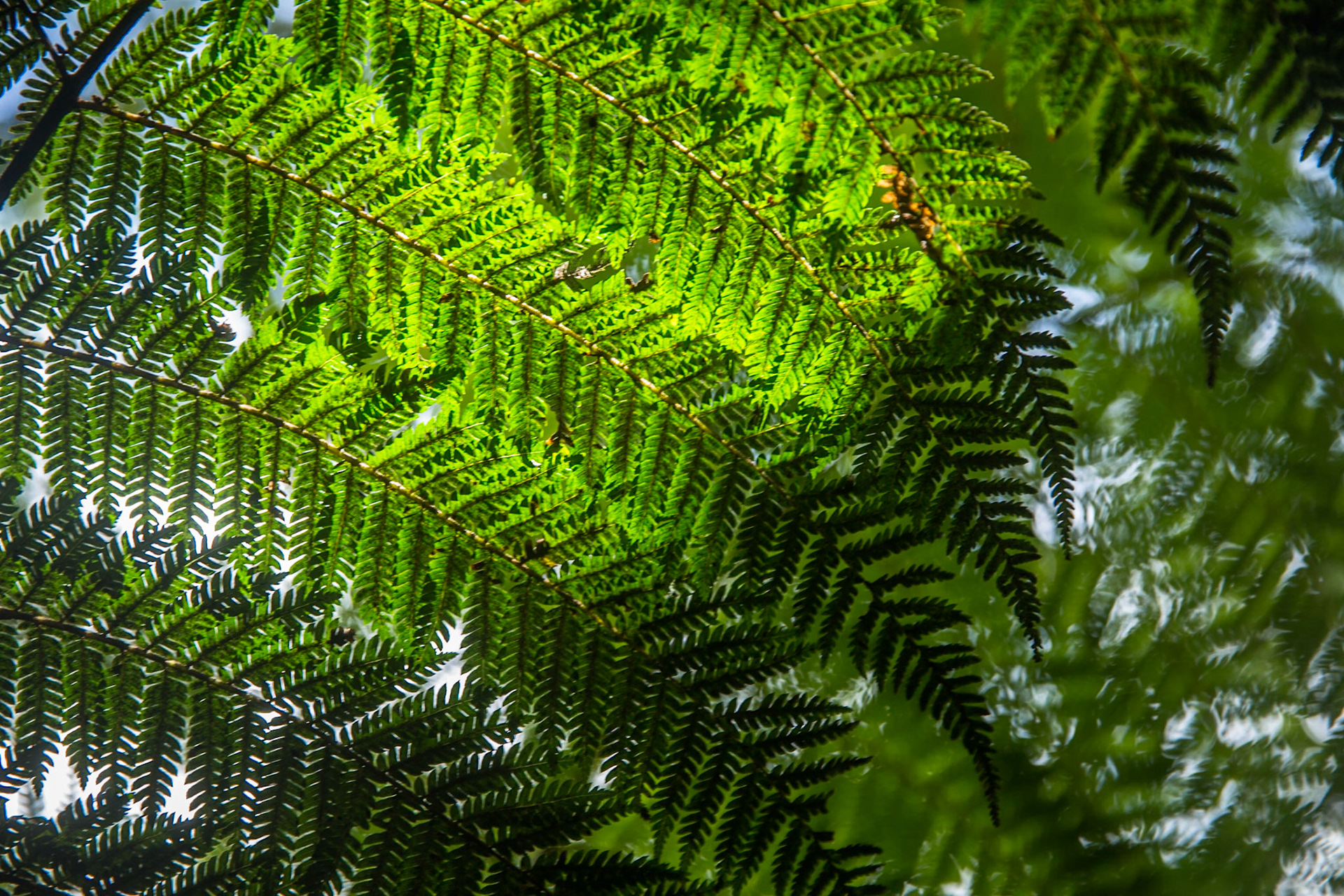 Hollyford Track to Pyke Lodge, New Zealand