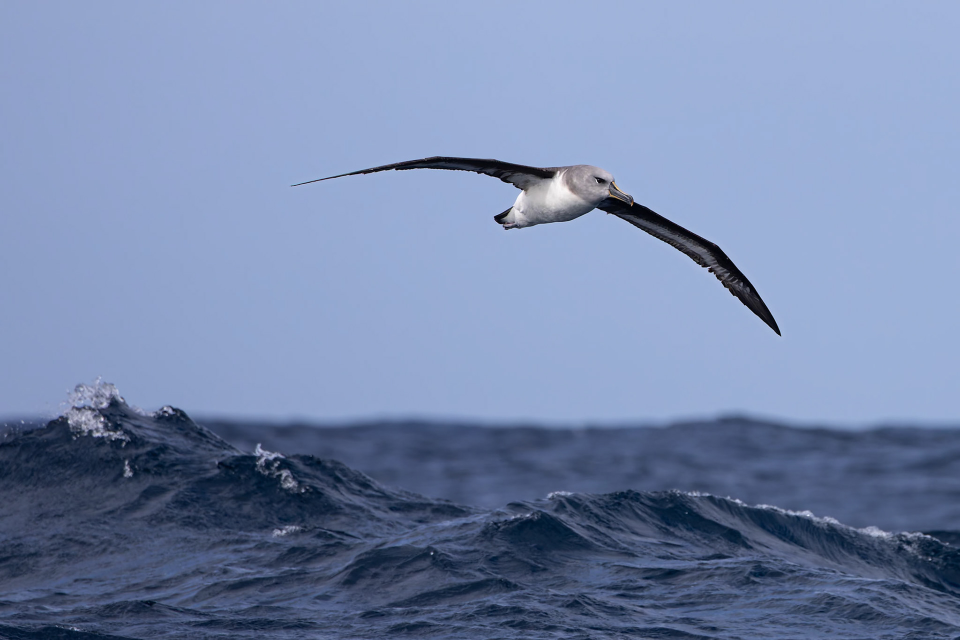 Grey-headed albatross, towards Ushuaia, Argentina