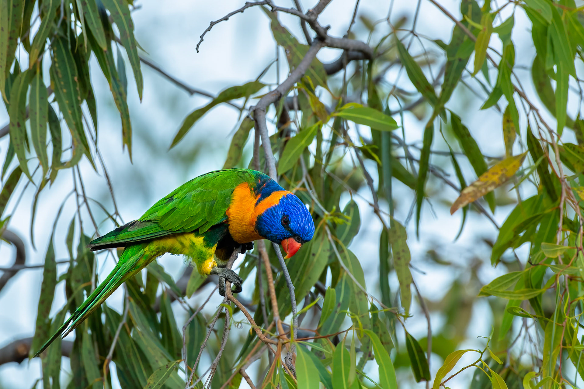 Red collared lorakeet, Pine Creek, Northern Territory, Australia