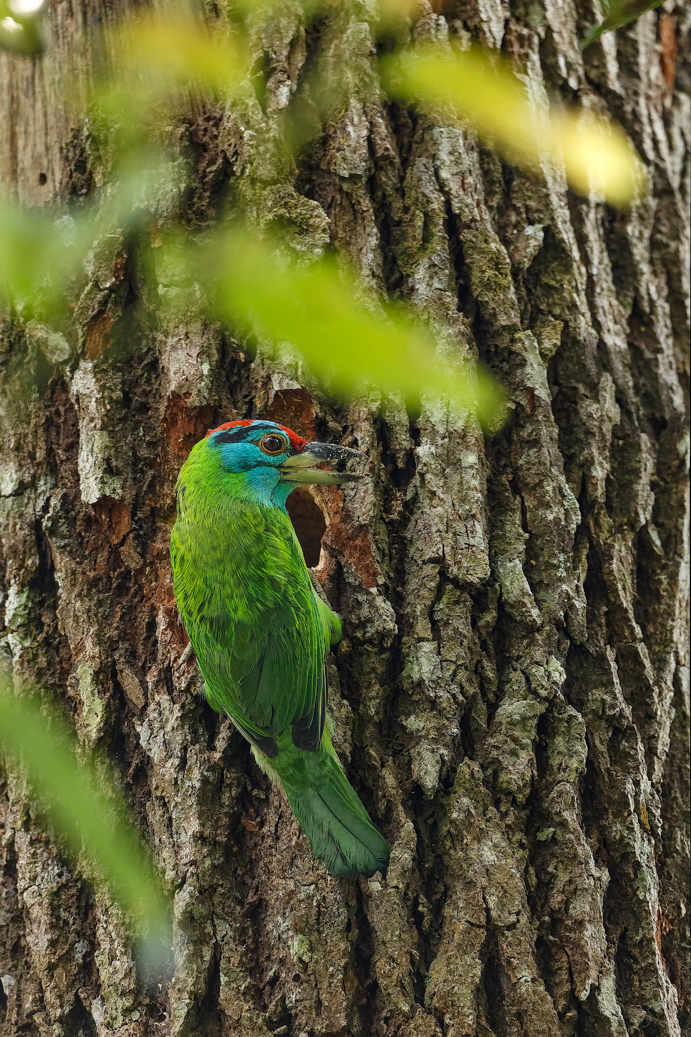 Khaeng Krackan National Park, Thailand