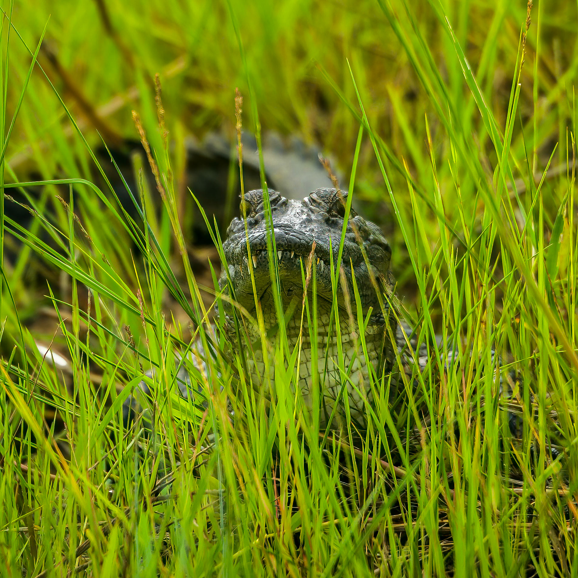 Baby crocodile, Xigera, Okavango Delta, Botswana