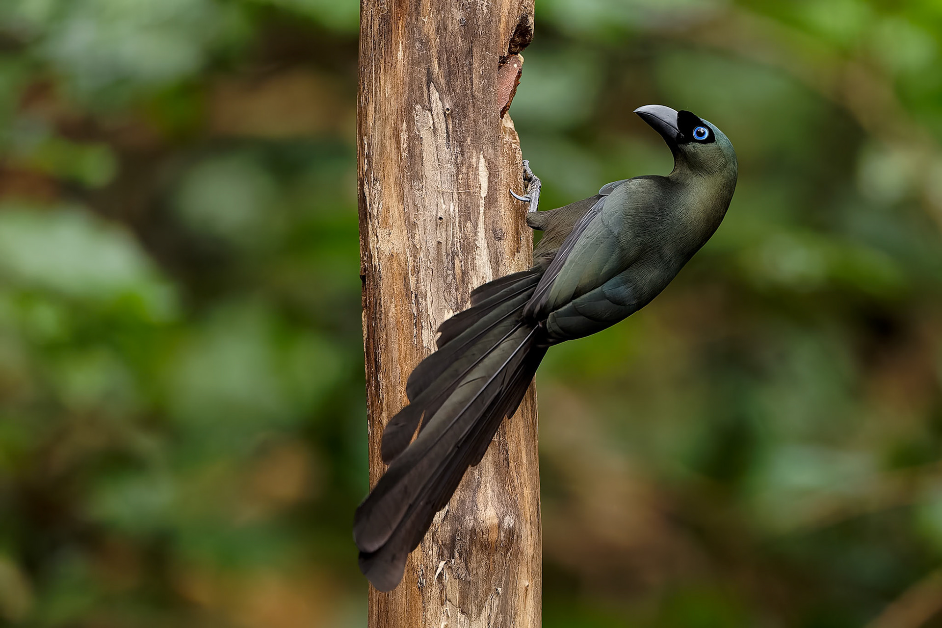 Racket-tailed treepie, Khaeng Krackan National Park, Thailand
