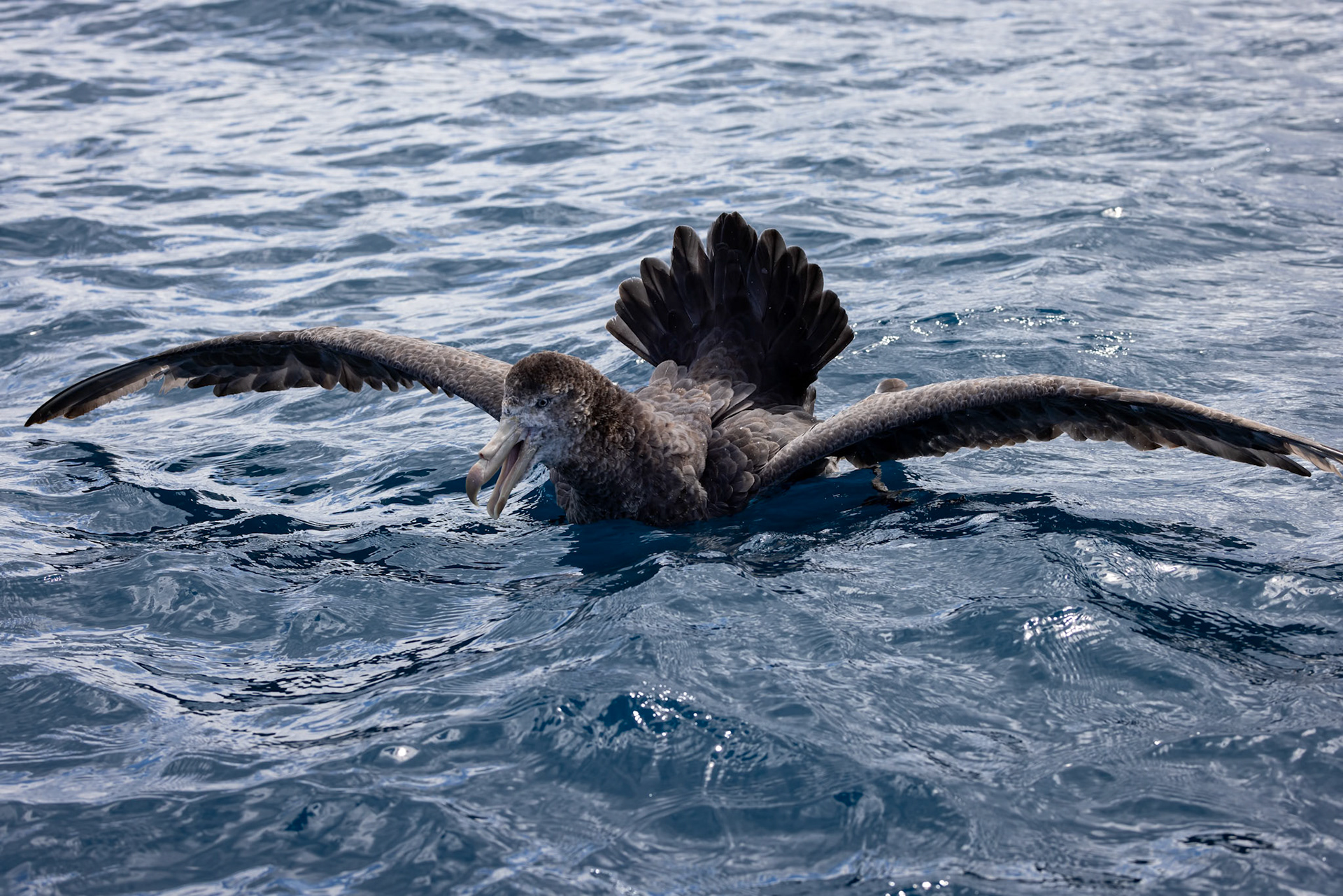 Northern giant-petrel, Kaikōura, New Zealand