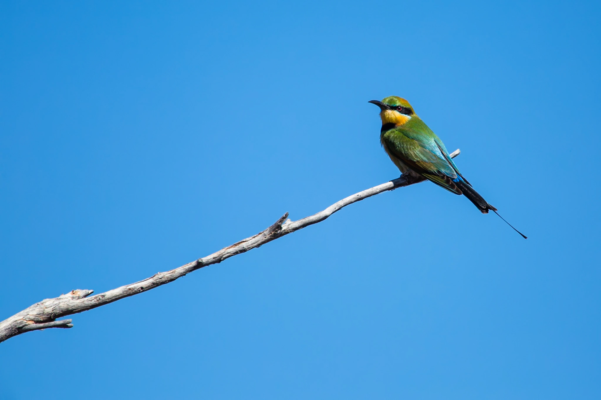 Rainbow bee-eater, El Questro Wilderness Park, The Kimberly, Western Australia