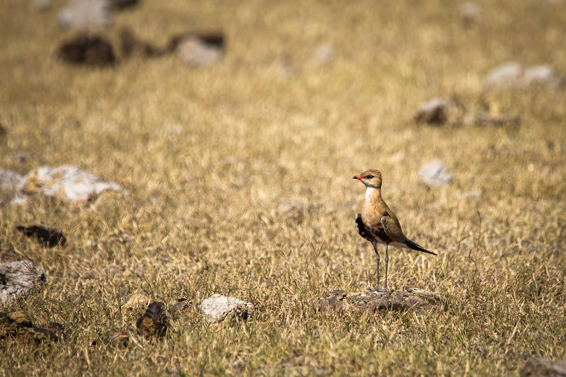 Australian pratincole, Broome, West Australia