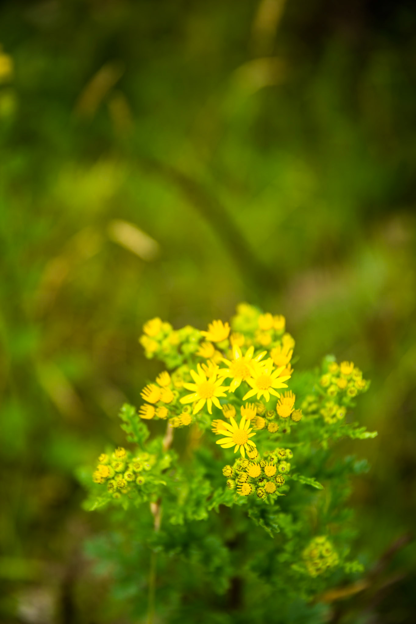 Hollyford Track, Pyke Lodge to Martin's Bay, New Zealand