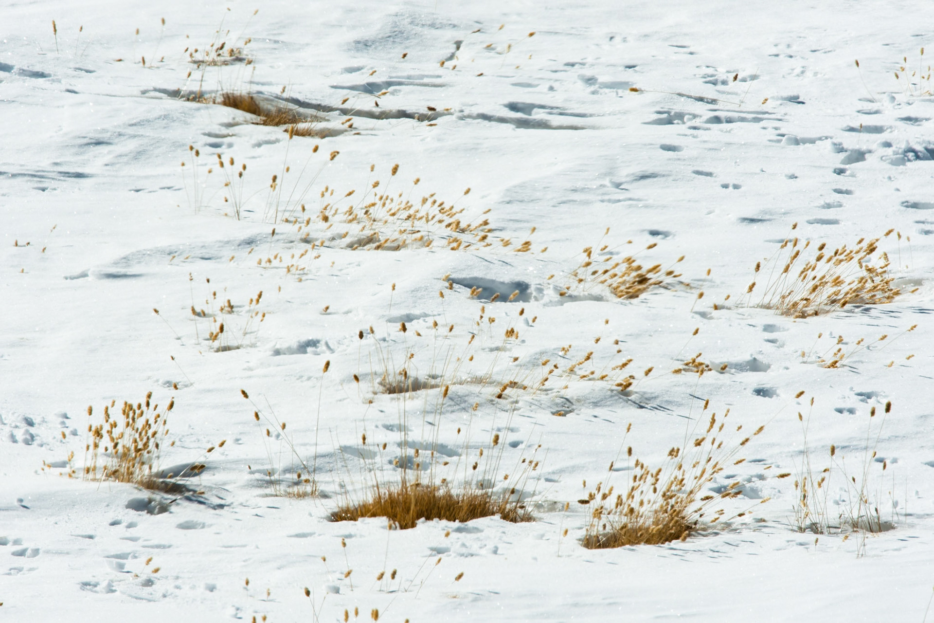 Altiplano wetlands, Atacama, Chile