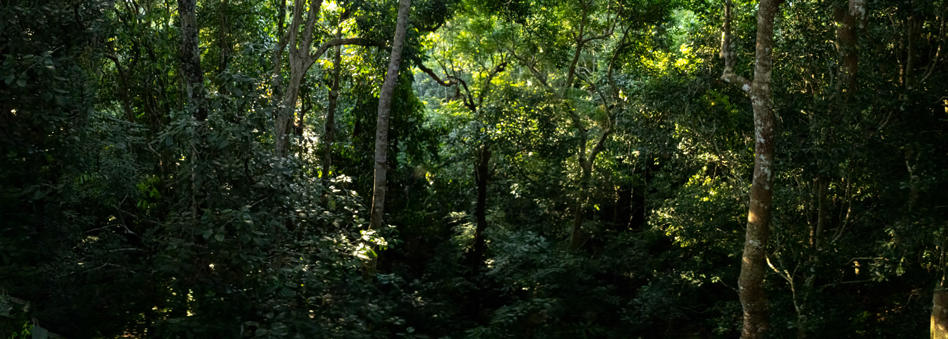 Forest landscape, Sepilok, Borneo