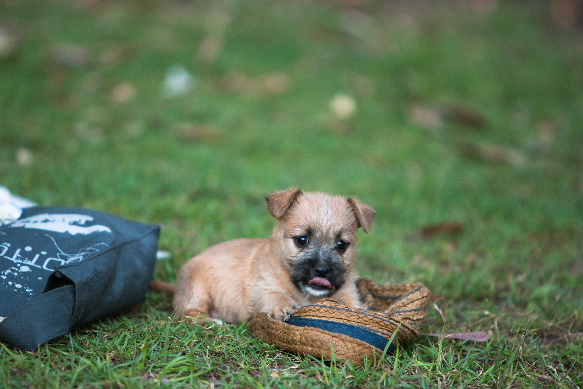 Puppy, Noosa, Queensland