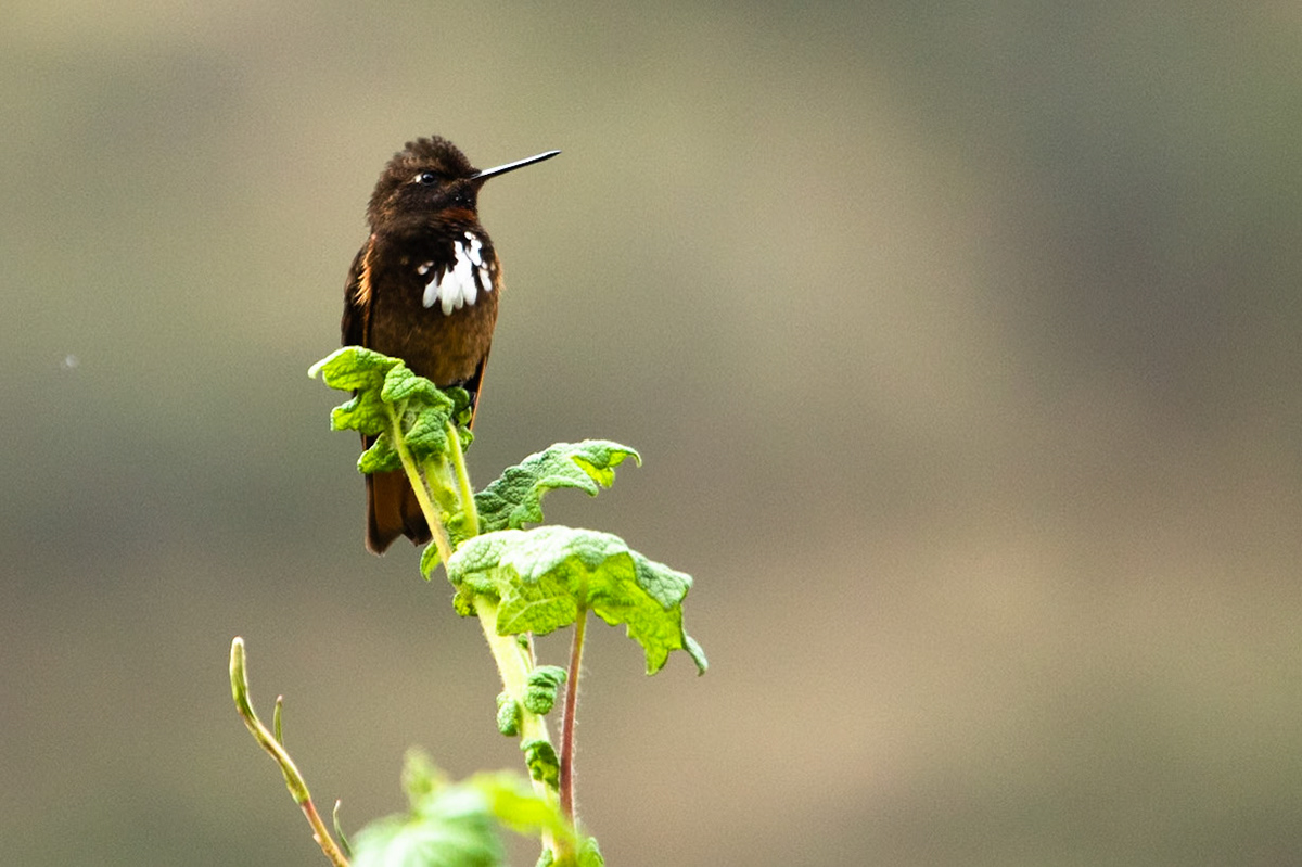 White-tufted sunbeam, Olantaytambo, Peru