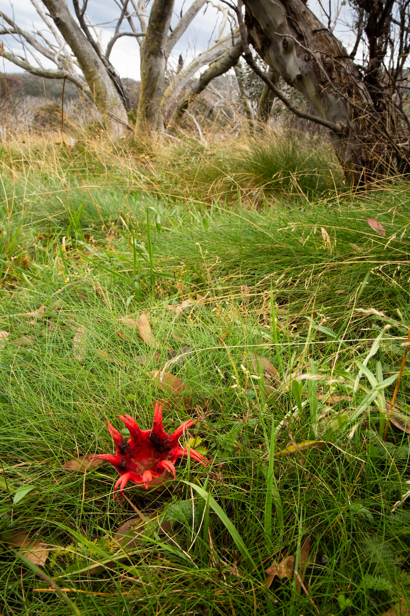 Thredbo to the cablecar and return, Mount Kosciuszko National Park, Snowy Mountains, New South Wales