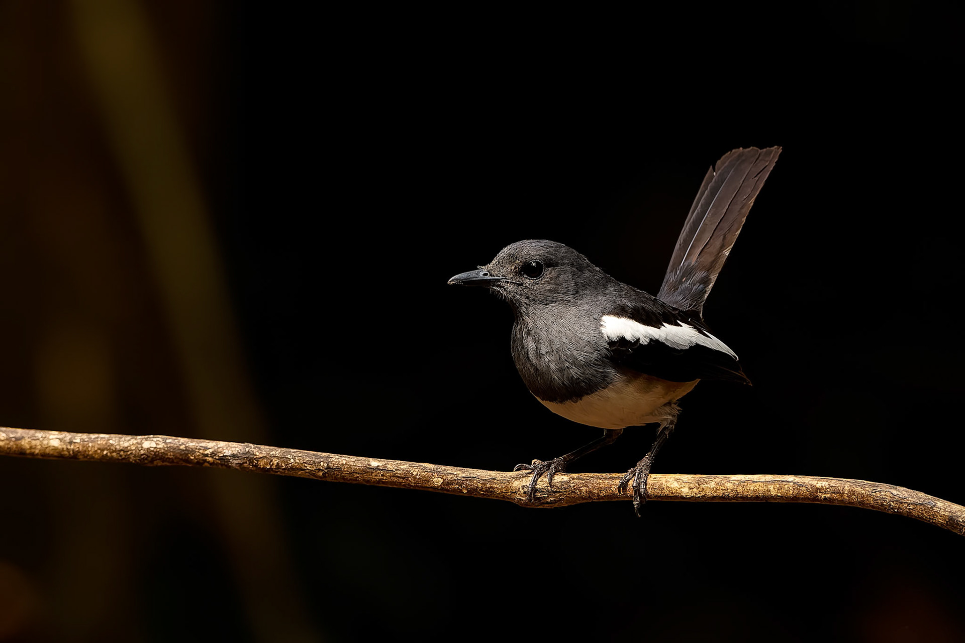 Oriental magpie-robin, Khaeng Krackan National Park, Thailand