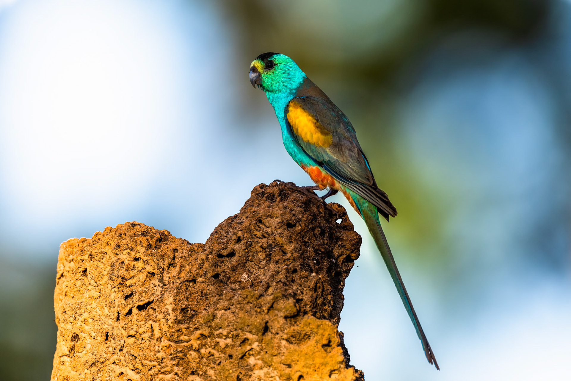 Golden-shouldered parrot, Artemis station, Musgrave, Cape York Penninsula, Queensland