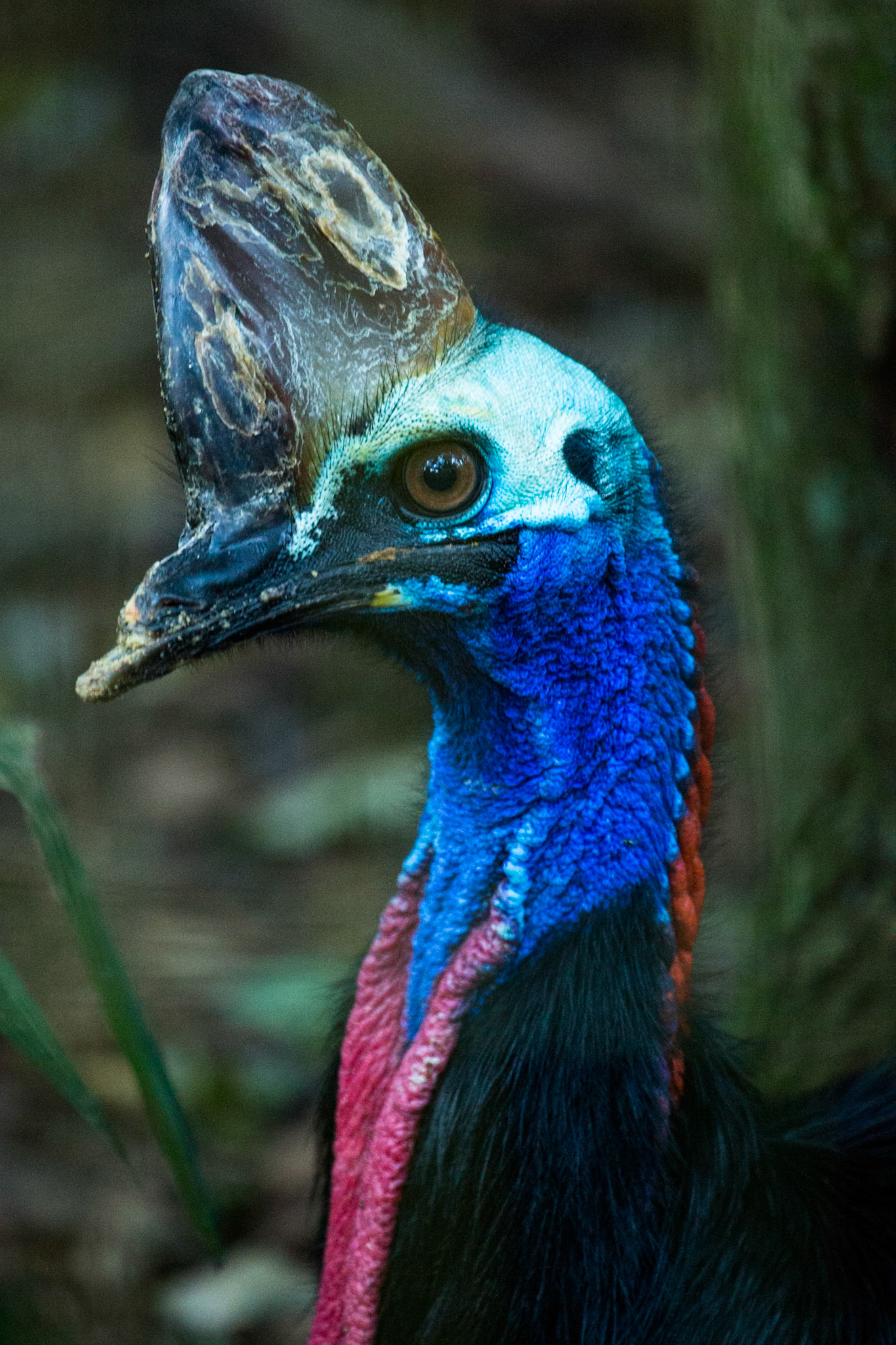 Cassowary, Iguassu bird park, Brazil