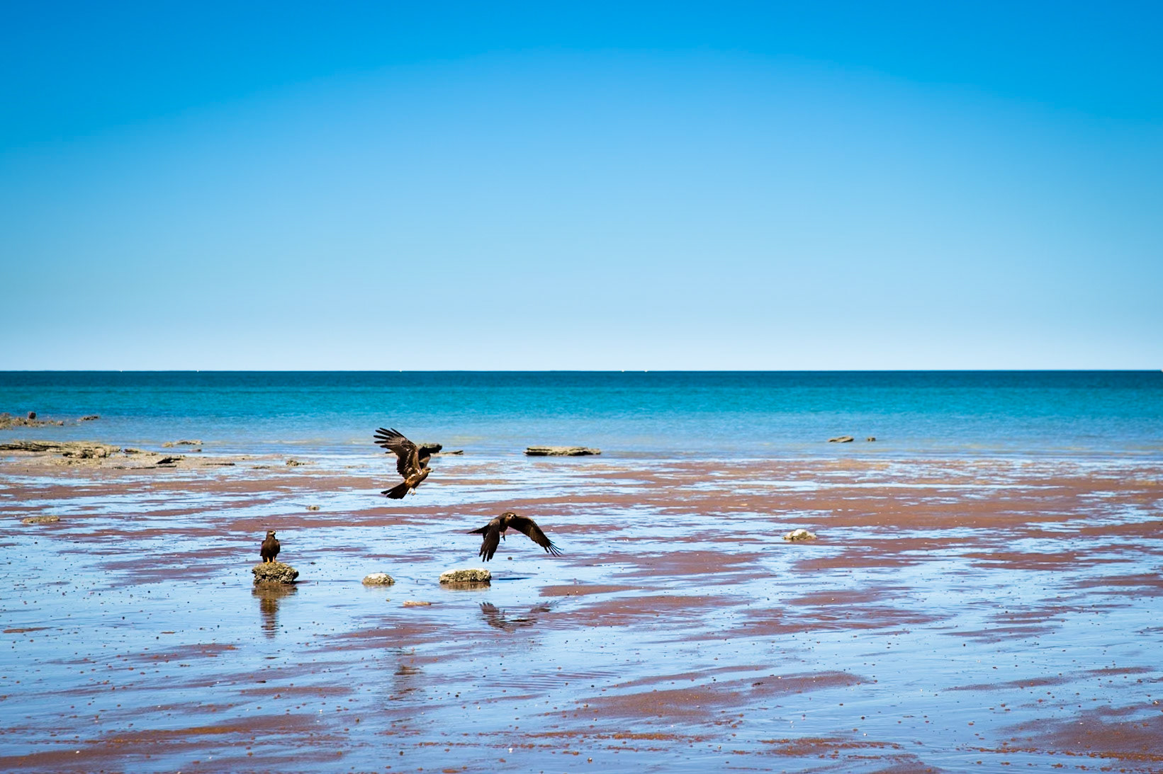 Whistling kites, Broome, West Australia