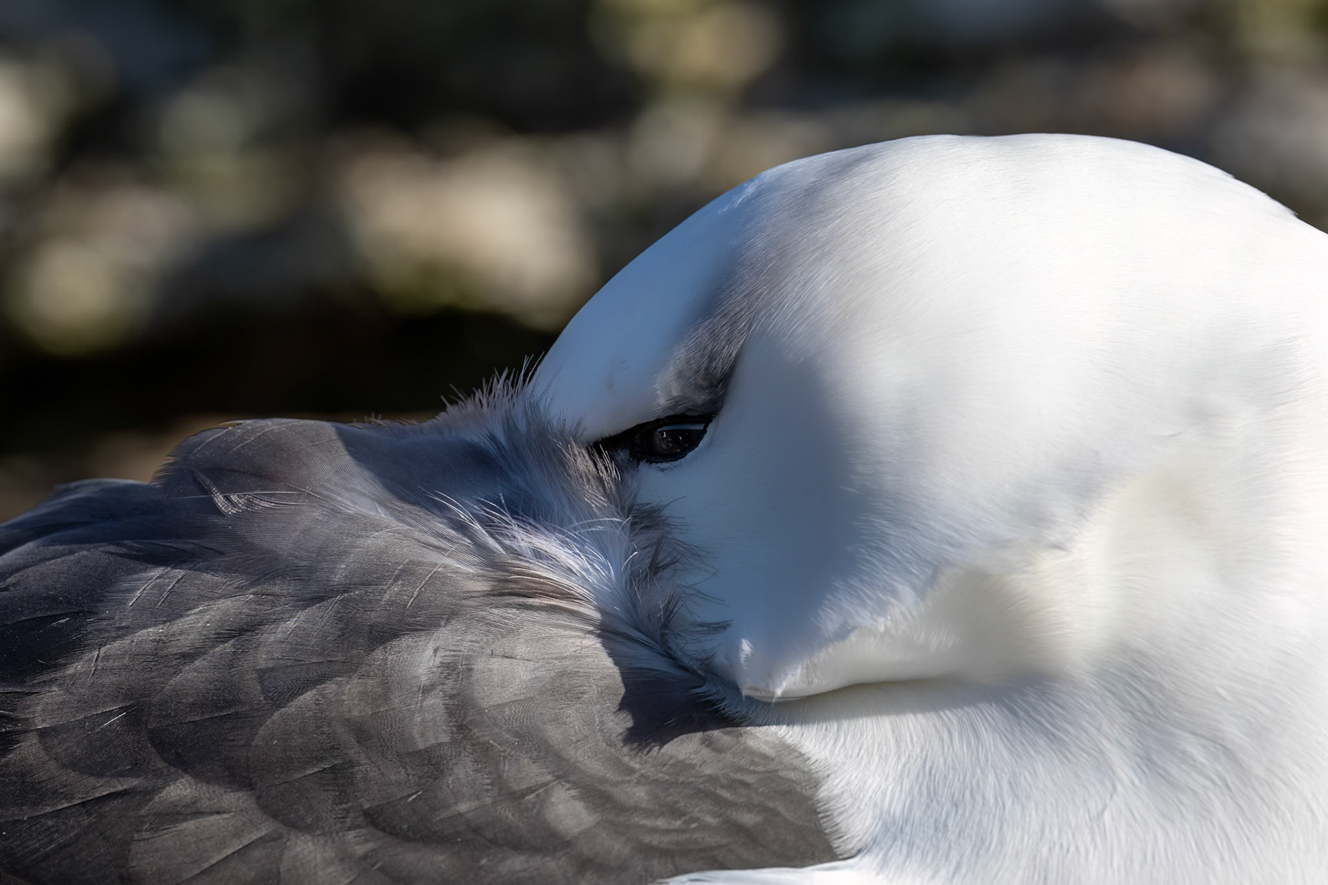 Black-browed albatross, The Settlement, Saunders Island, Falkland Islands