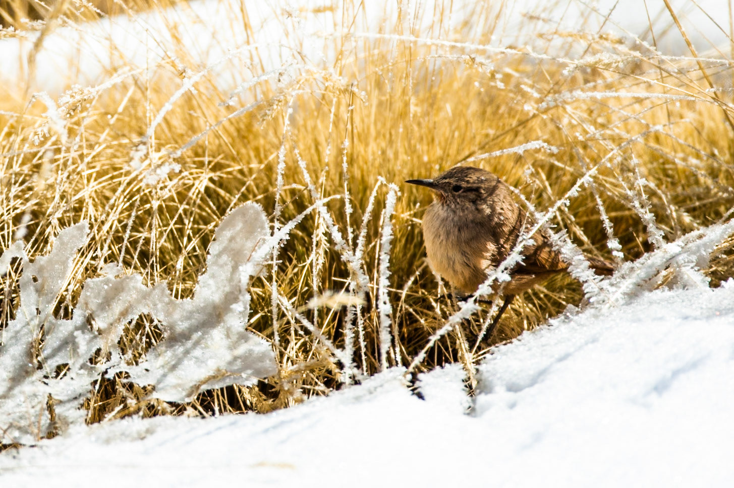 Cordilleran canastero, Altiplano wetlands, Atacama, Chile