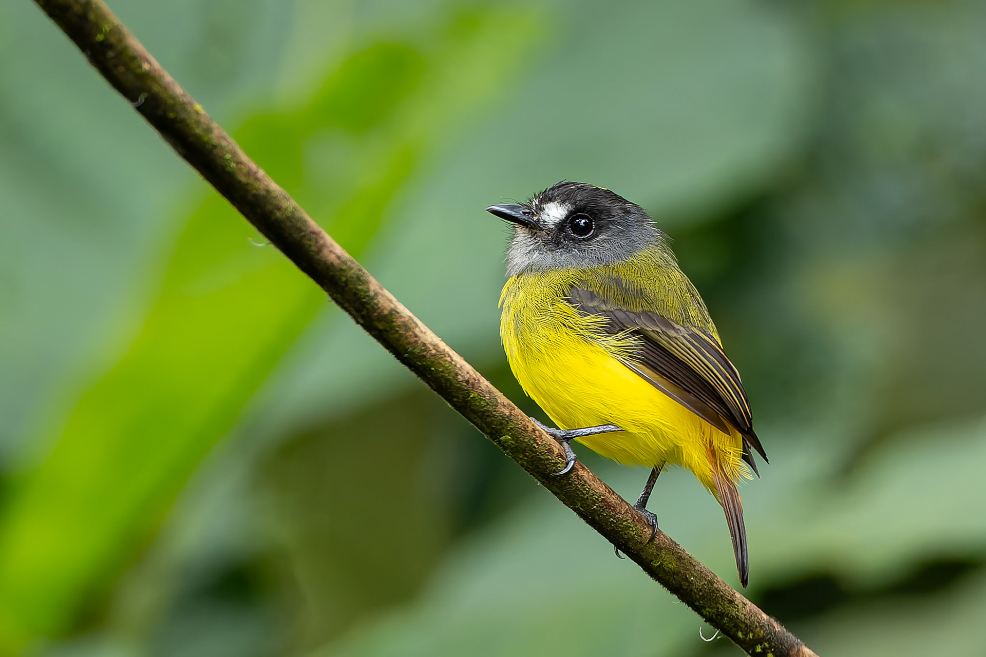 Ornate flycatcher, Umbrella Bird Lodge, Buenaventura Nature Reserve, Ecuador