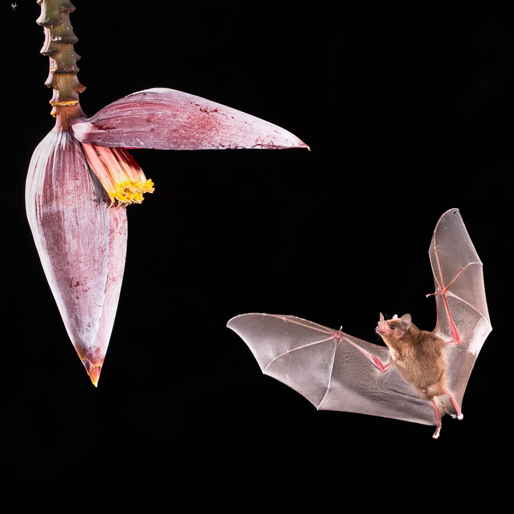 Pallas' long-tongued bat, Laguna Lagarto, Costa Rica, 2019