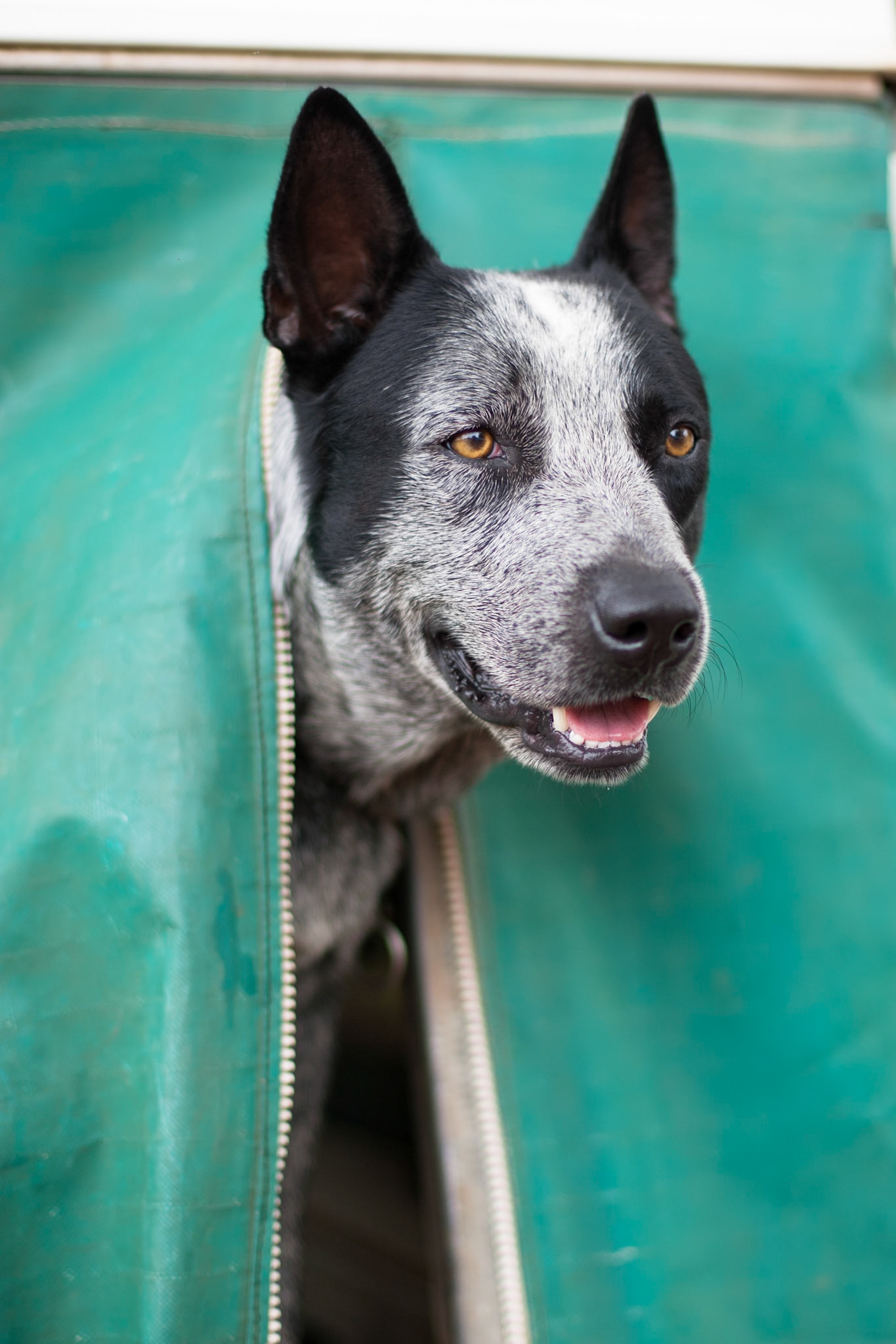 Digger, patron of the Lazy-Lizard, Pine Creek, Northern Territory