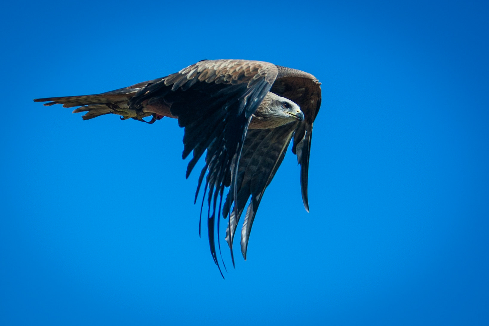 Lamington National Park, Queensland